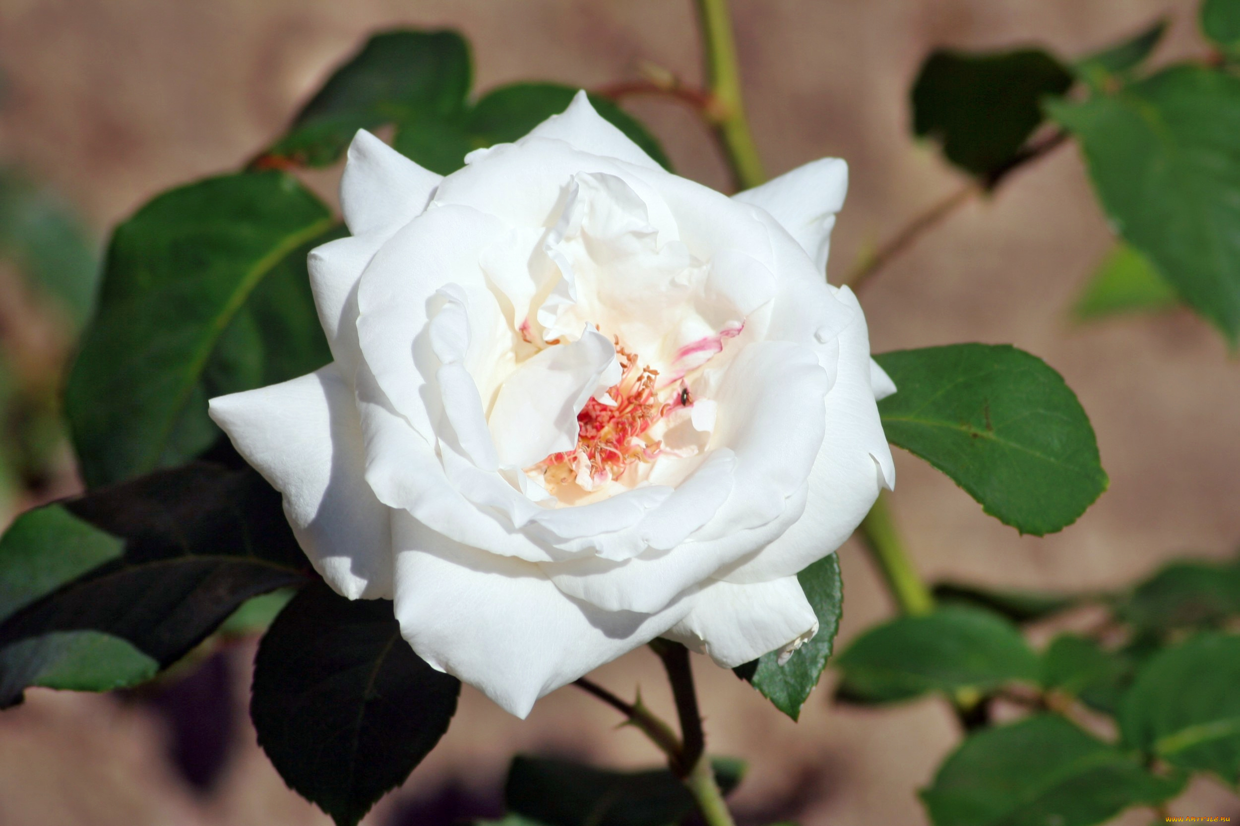 цветы, розы, роза, лепестки, бутон