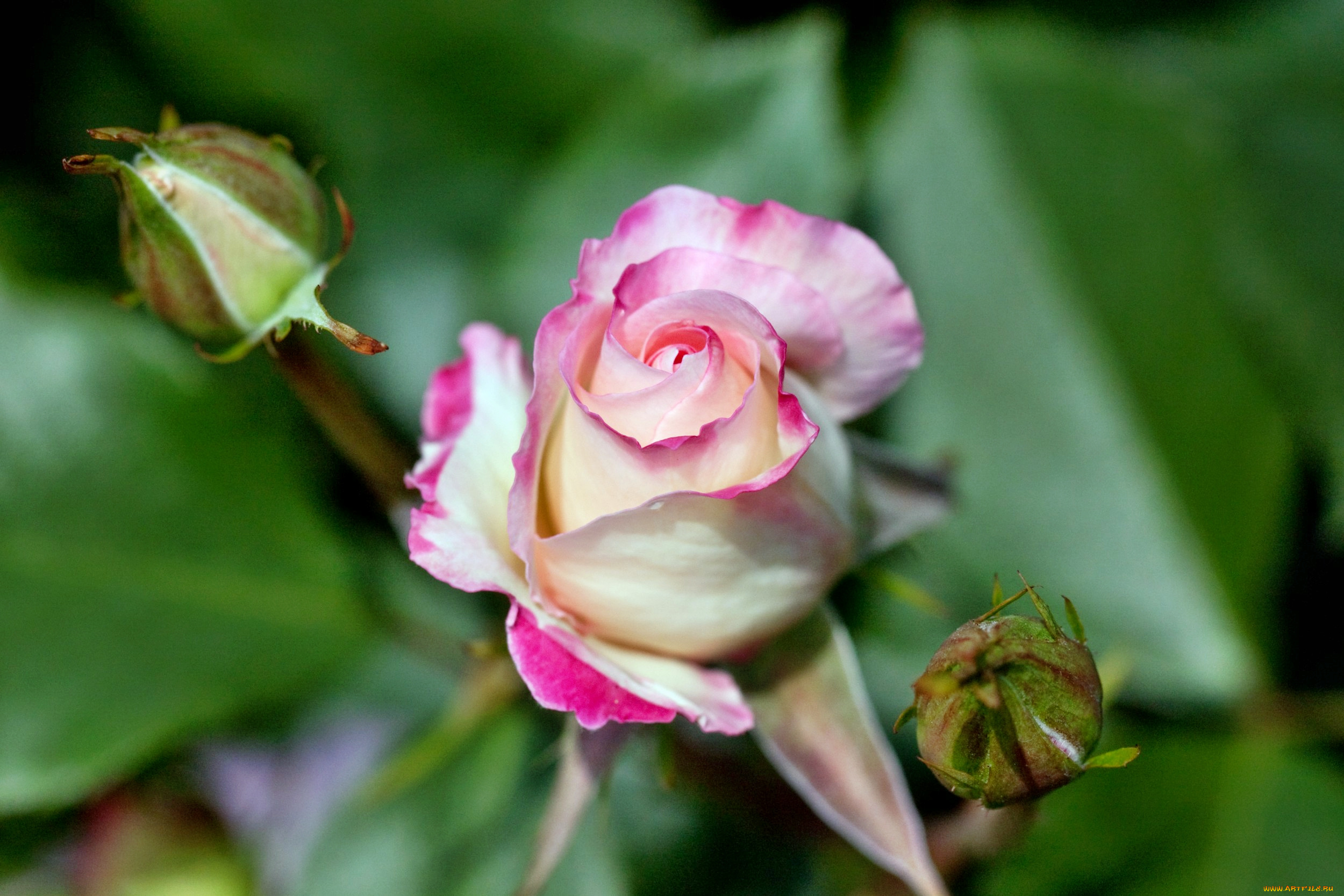 цветы, розы, лепестки, бутон, роза