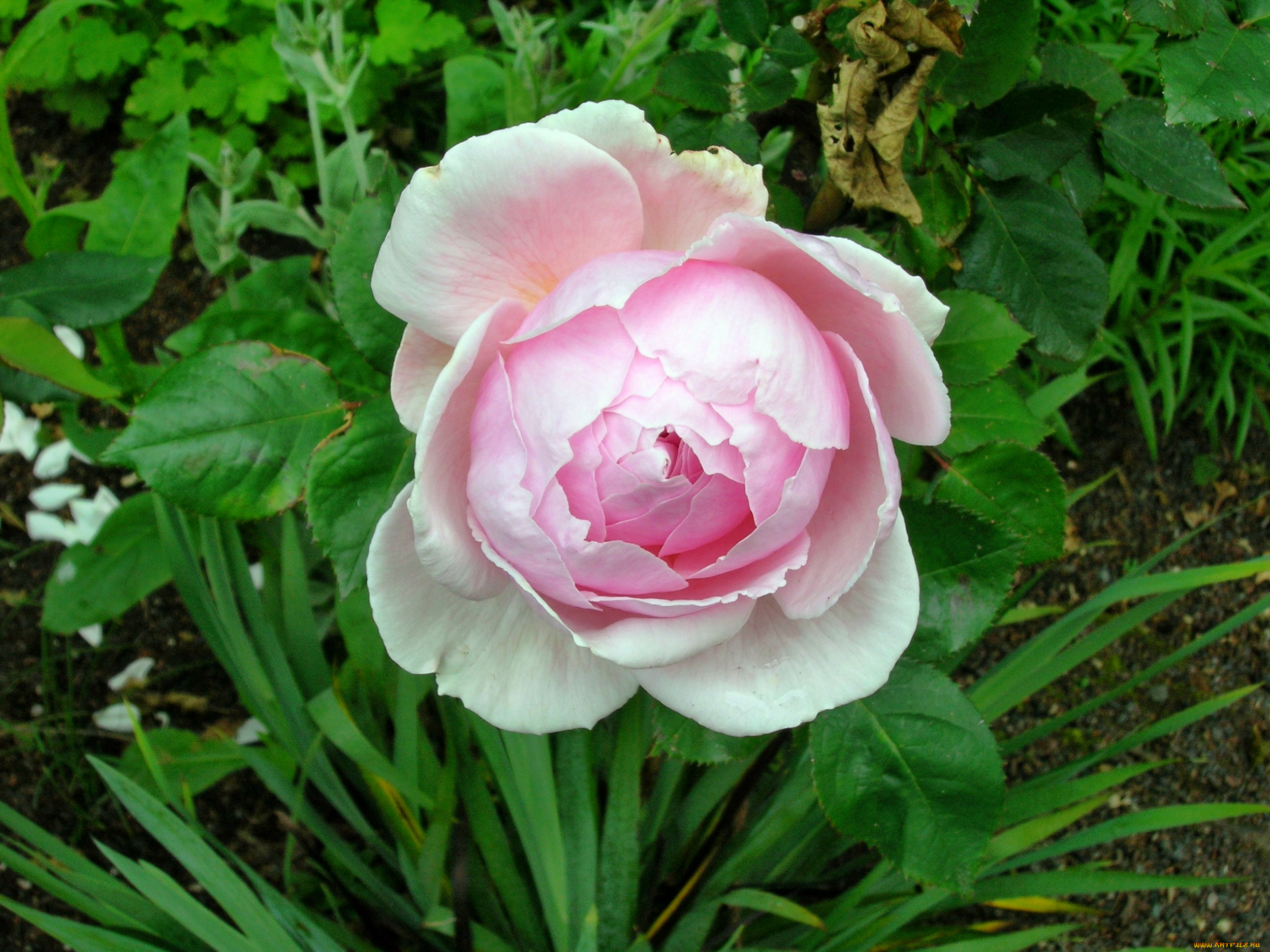 цветы, розы, роза, бутон, лепестки