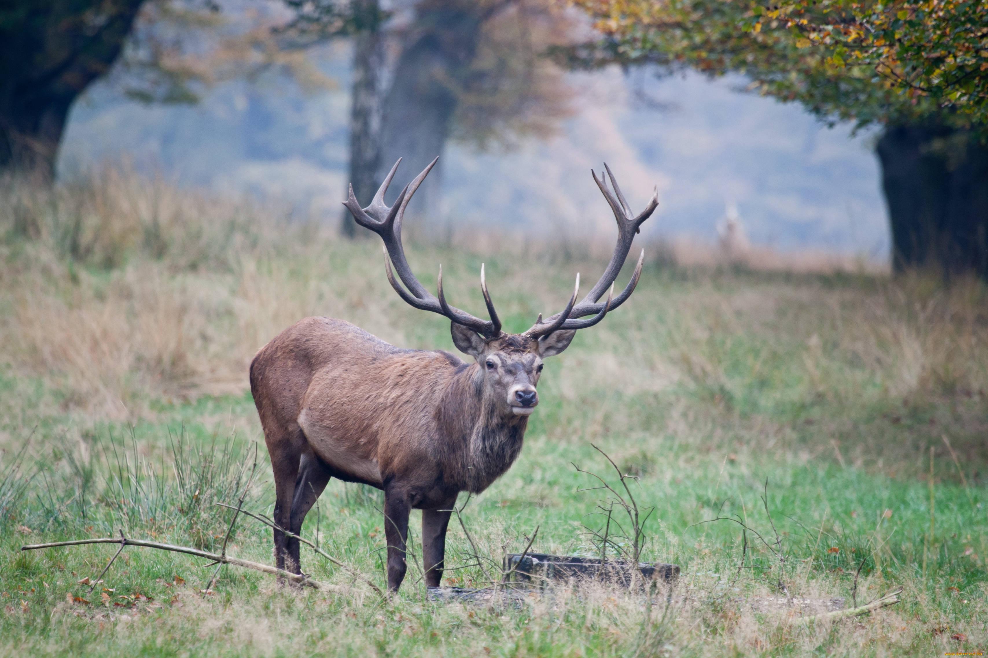 животные, олени, рога