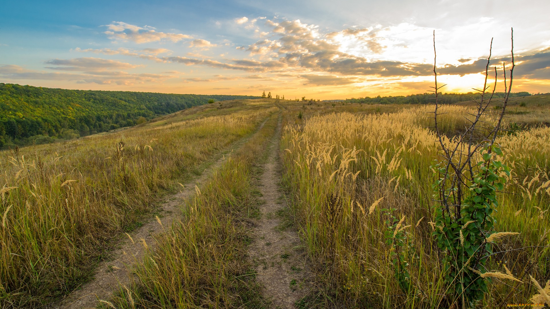 природа, дороги, закат, поле, дорога, лес