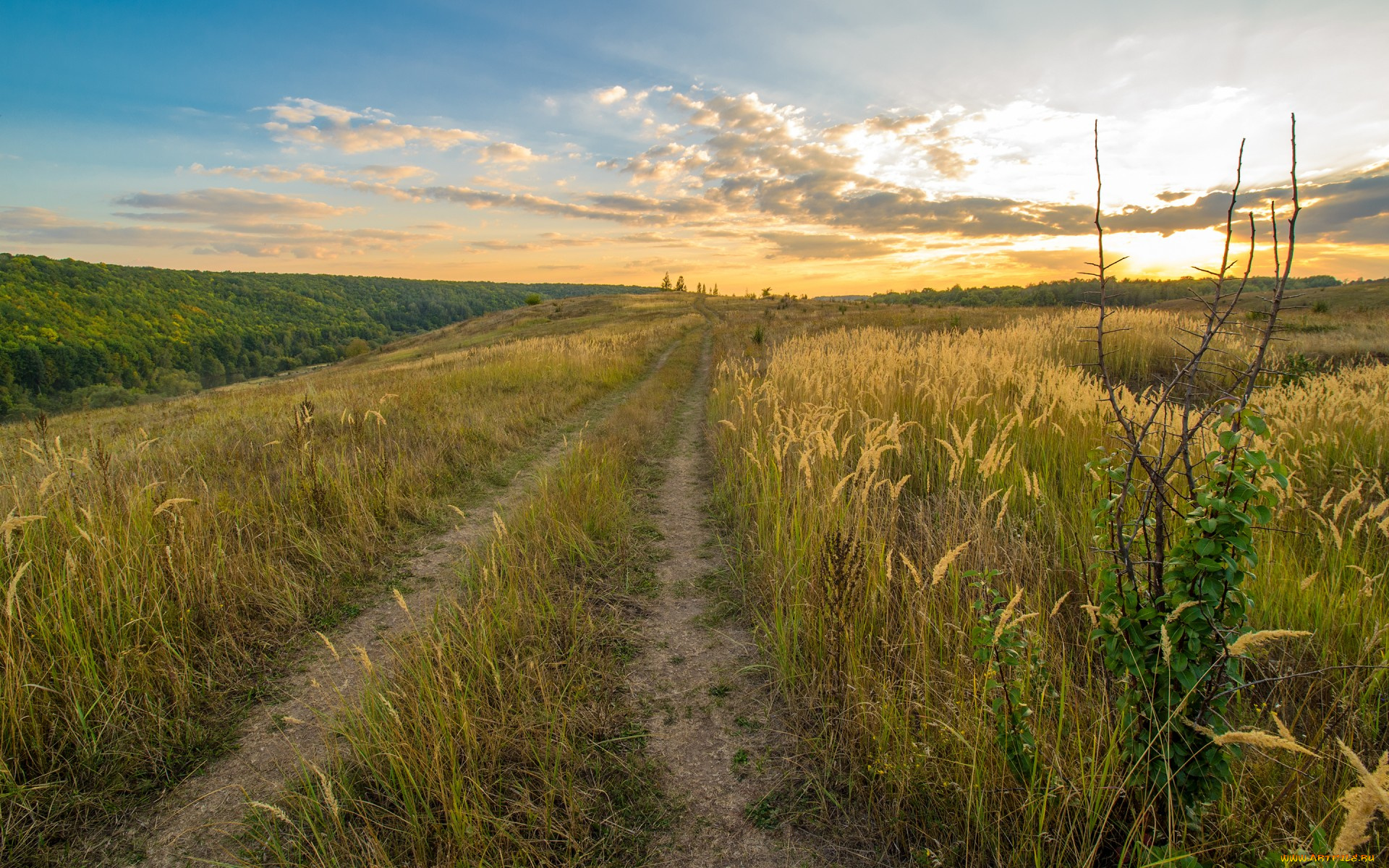 природа, дороги, закат, поле, дорога, лес