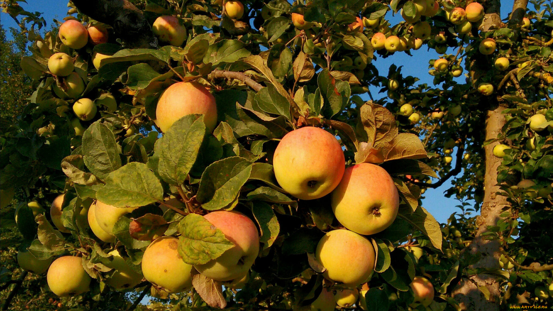 природа, плоды, яблочки