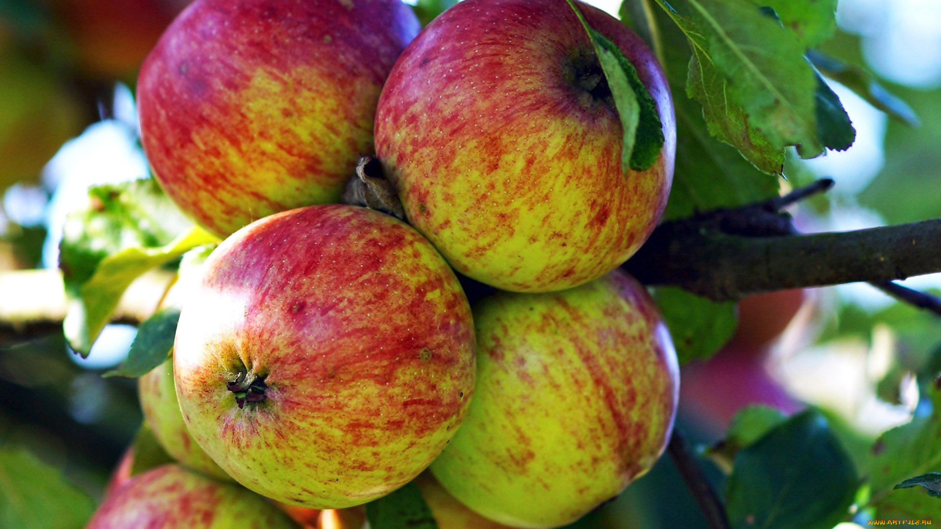 природа, плоды, яблоки