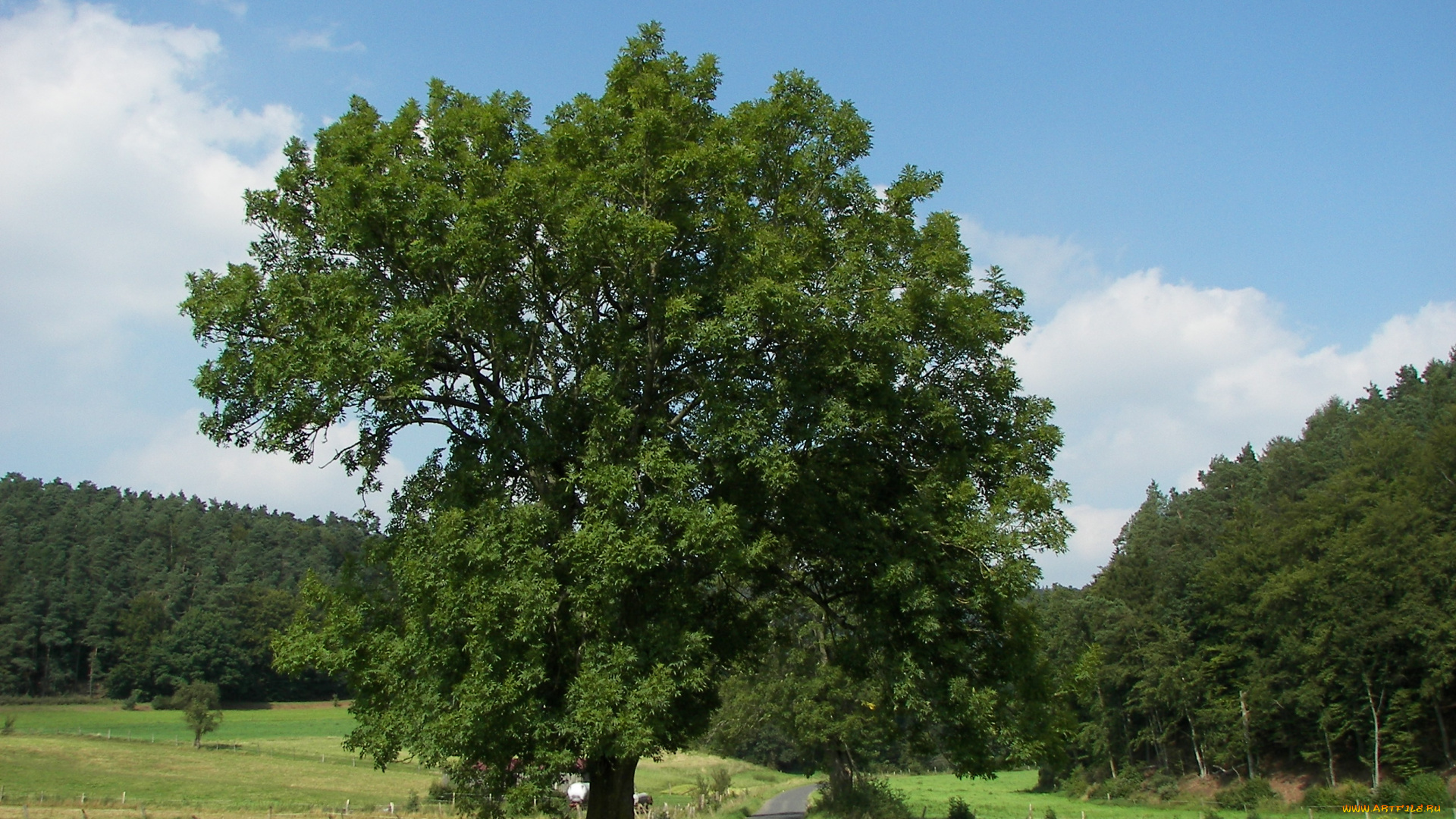 Ясень, природа, деревья, дерево, лес, дорога