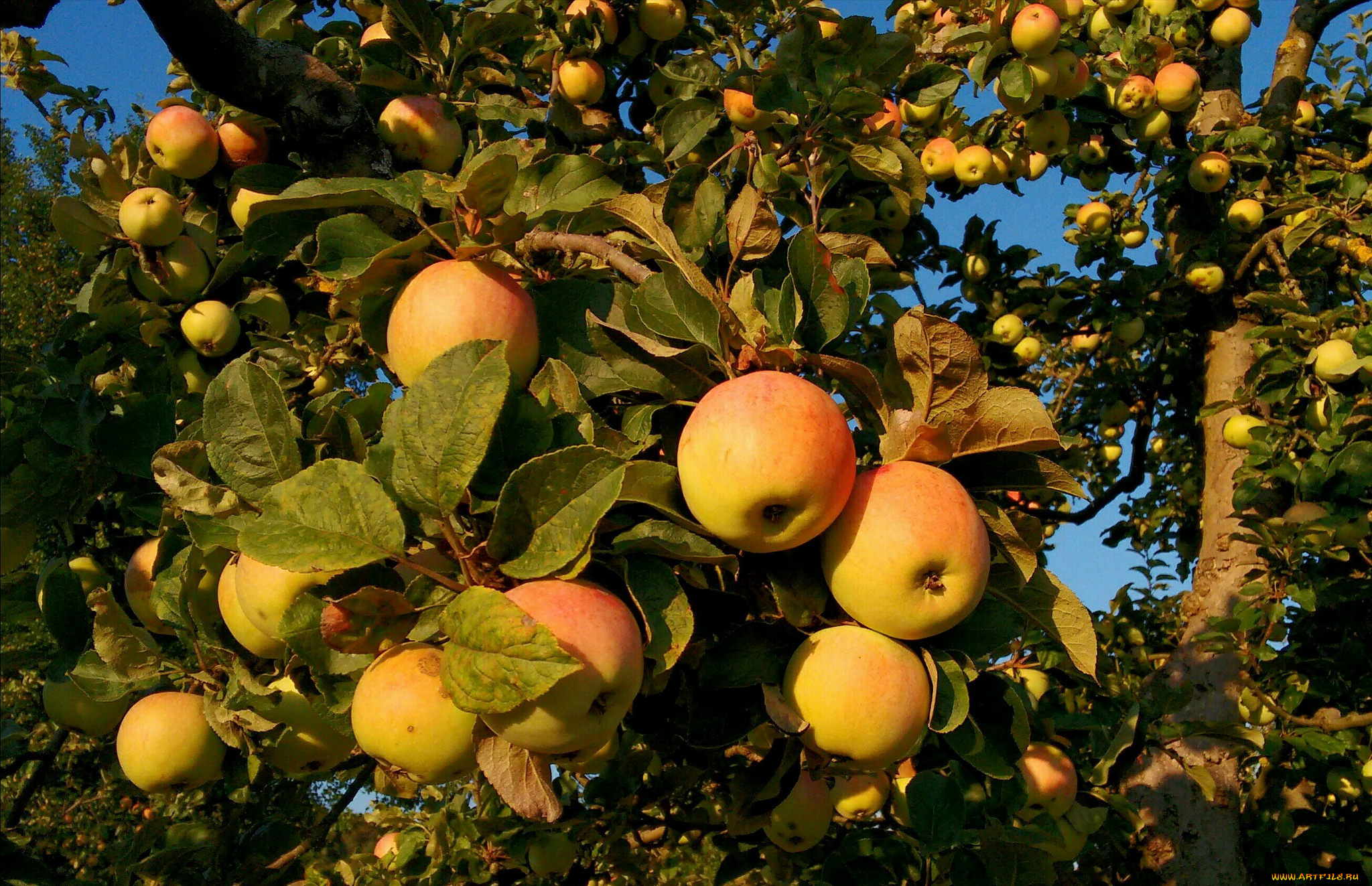 природа, плоды, яблочки