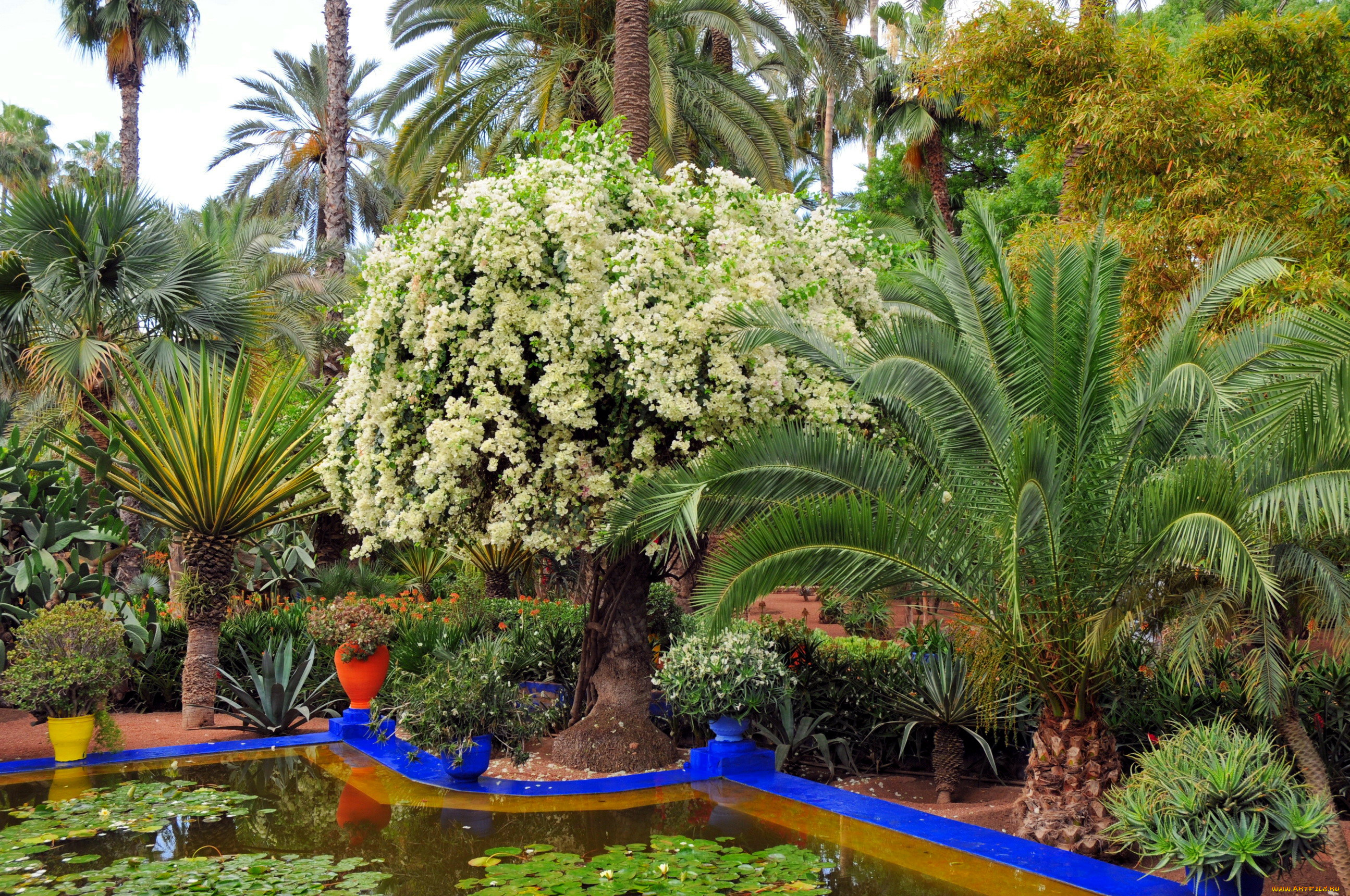 природа, парк, сад, ботанический