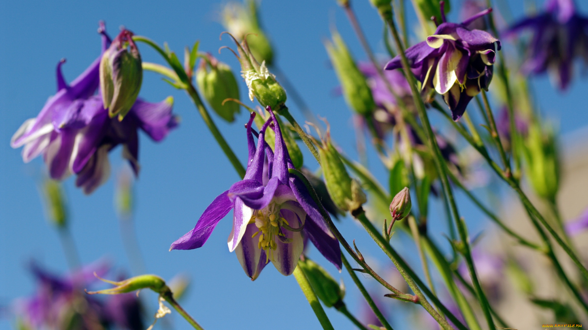 цветы, аквилегия, , водосбор, аквилегия, водосборник, красота, лето, небо, природа, растения, фиолетовый, цвет, флора