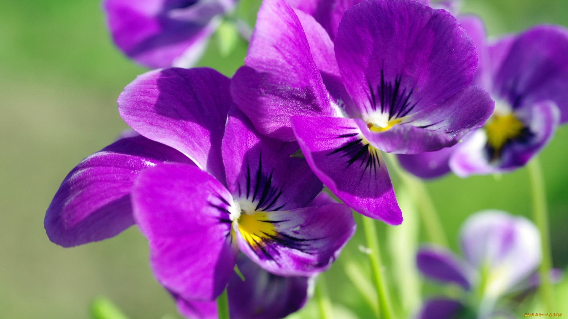 цветы, анютины, глазки, , садовые, фиалки, анютины, глазки, виола, дача, двулетники, красота, лето, макро, многолетники, природа, растения, фиалки, флора, цветок