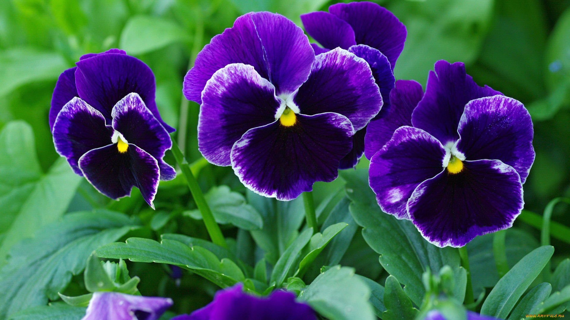 цветы, анютины, глазки, , садовые, фиалки, анютины, глазки, виола, дача, двулетники, красота, лето, макро, многолетники, природа, растения, фиалки, флора, цветок