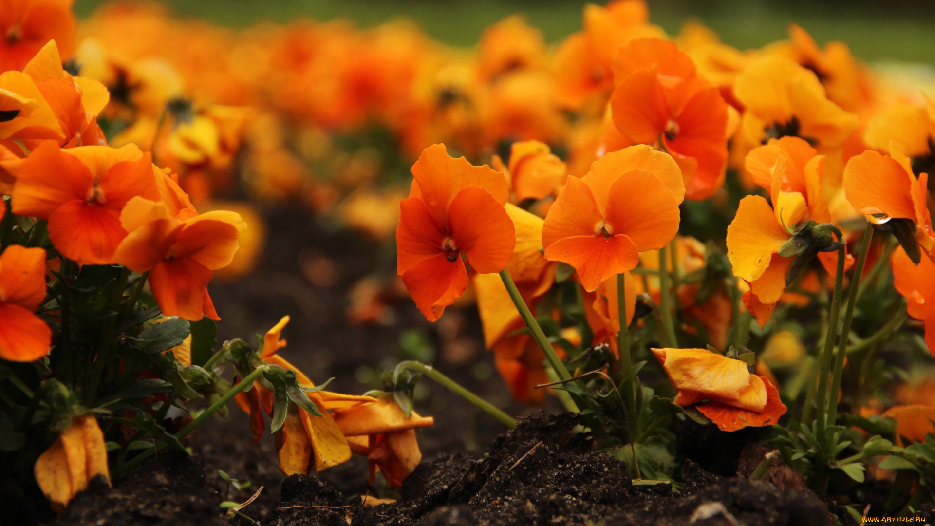 цветы, анютины, глазки, , садовые, фиалки, оранжевый