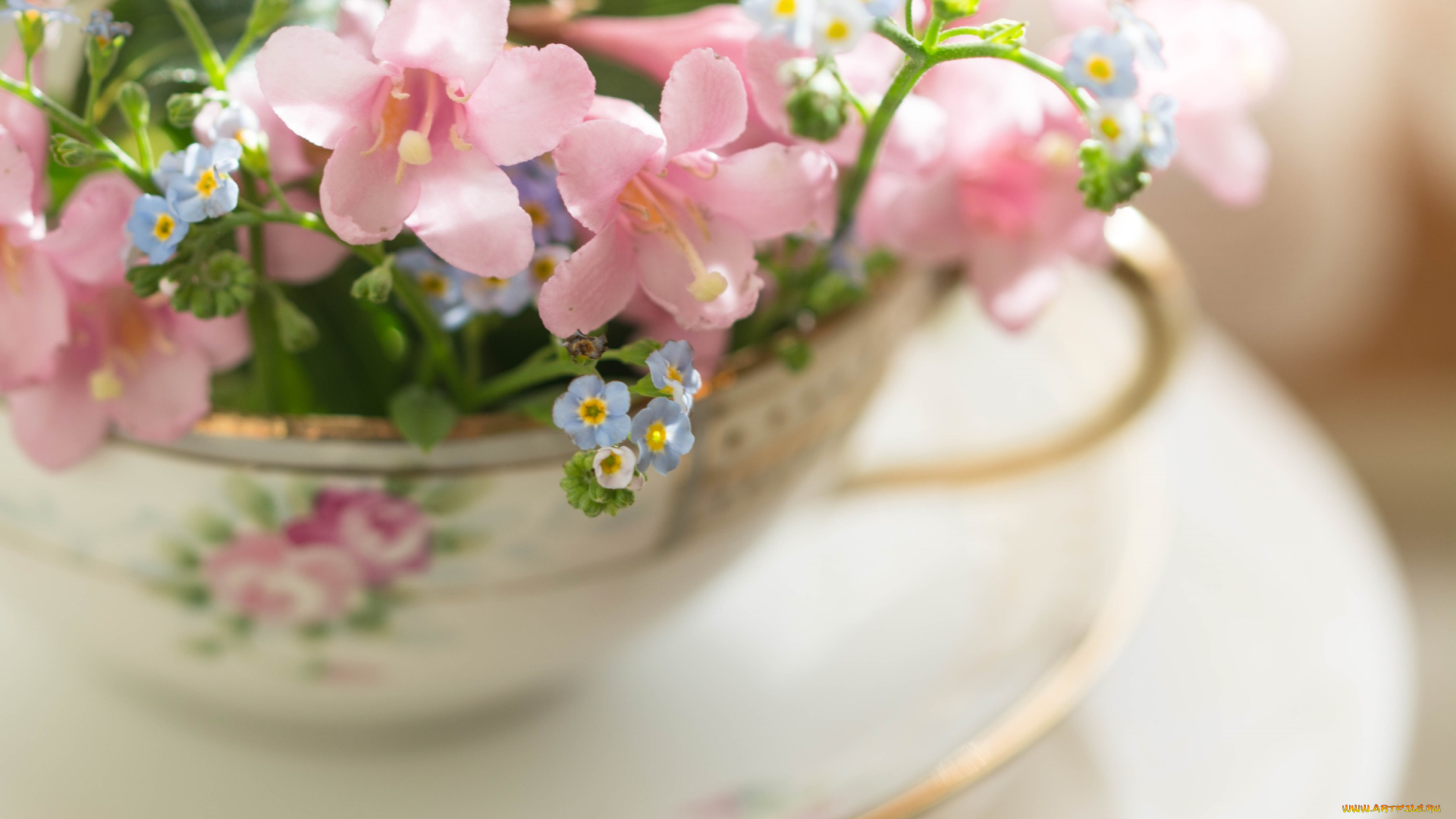 цветы, букеты, , композиции, нежность, чашка, макро, розовый, блюдце