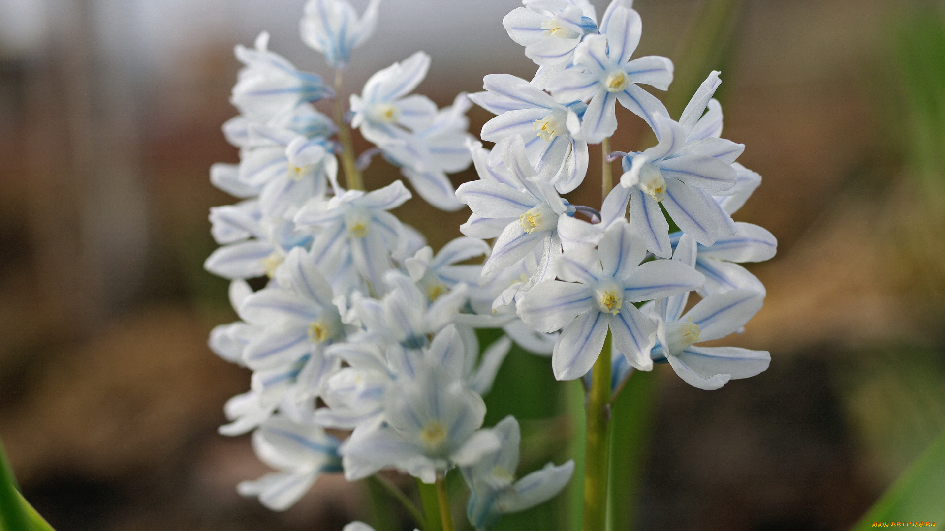 цветы, гиацинты, дача, радость, пушкинария, голубой, цвет, природа, пролески, пробуждение, подснежники, весна, первоцветы, растения, флора, красота, май, нежность, макро