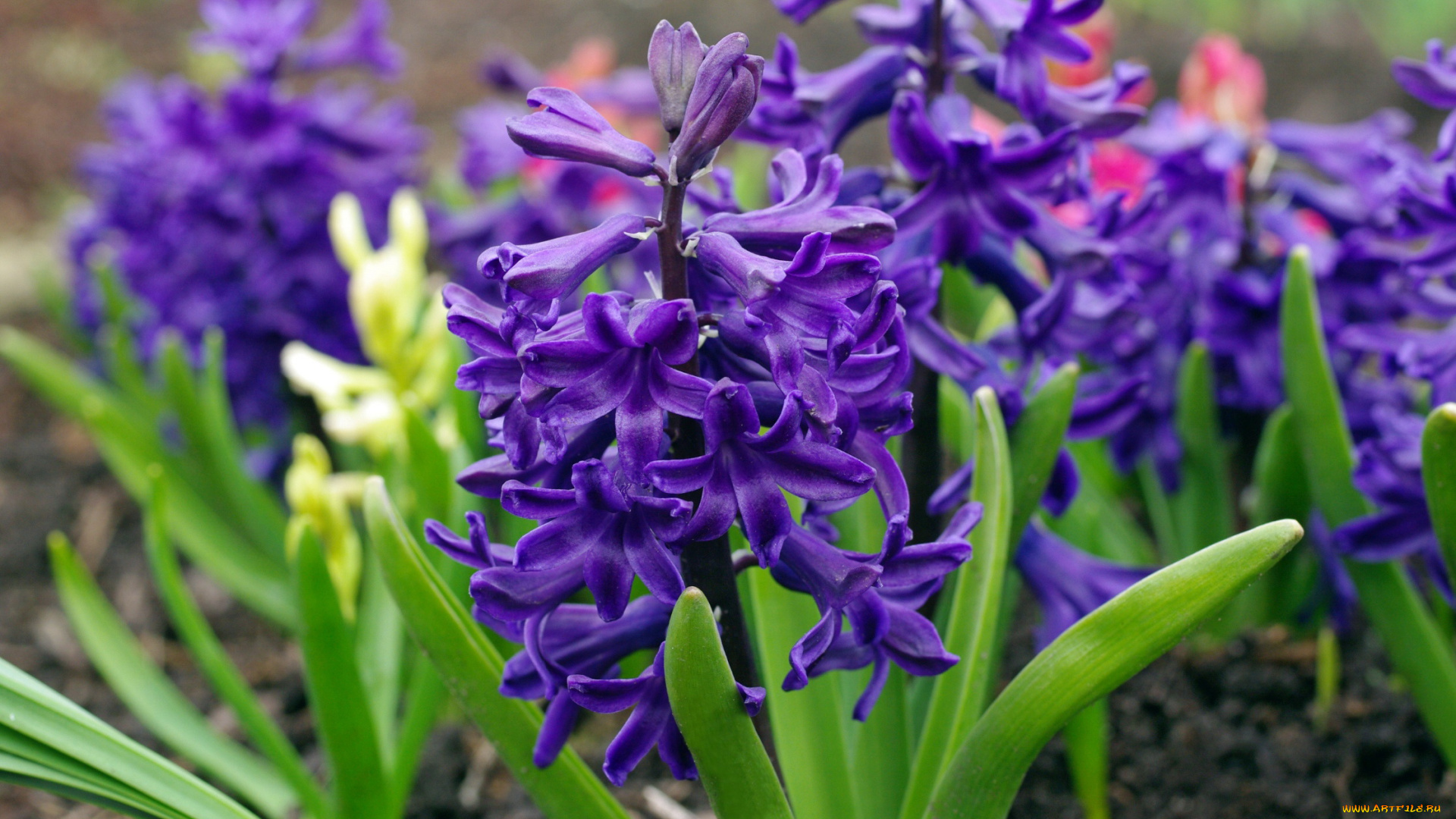 цветы, гиацинты, макро, первоцветы, весна, май, красота, дача, растения, радость, природа, фиолетовый, цвет, флора