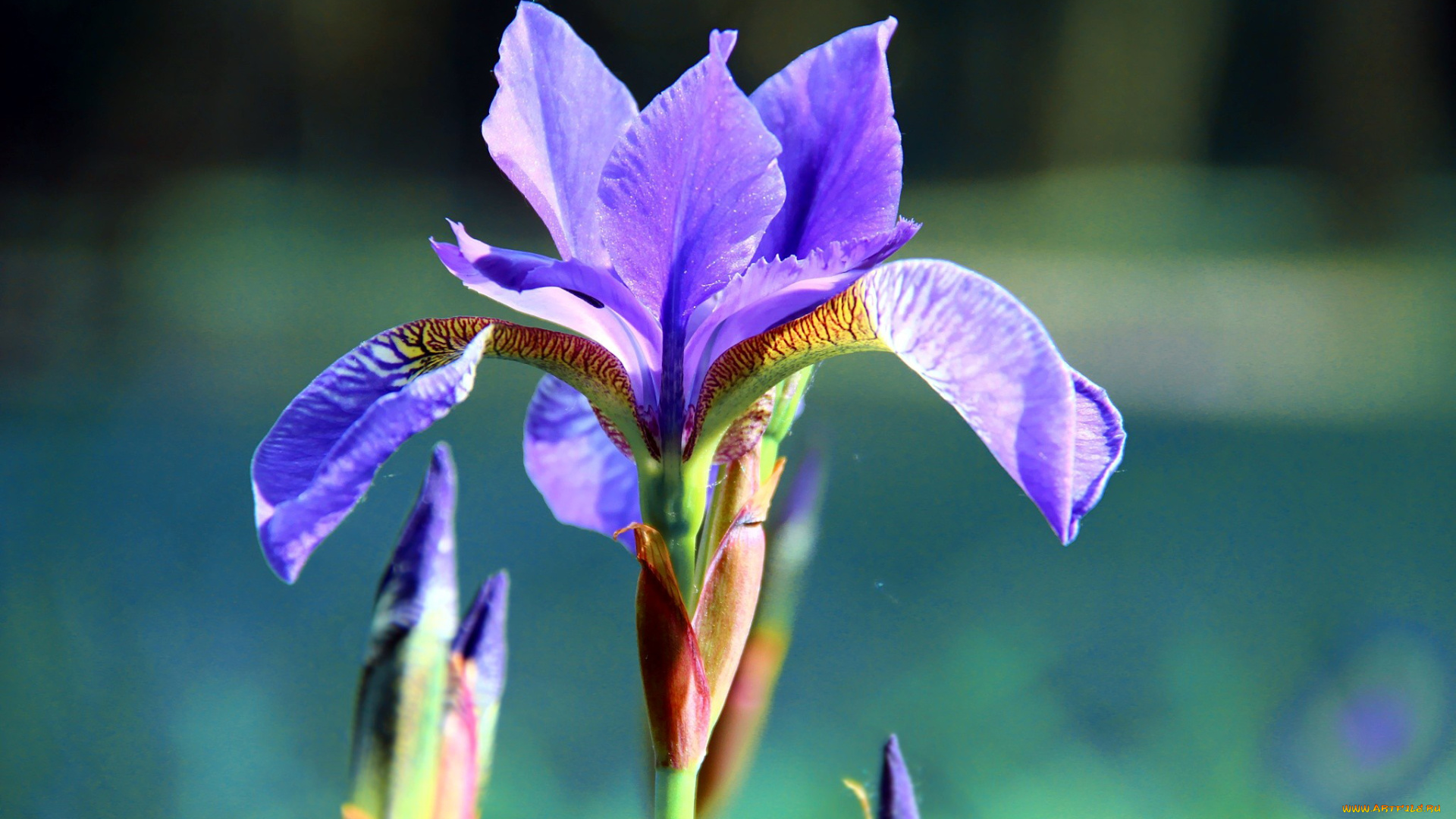 цветы, ирисы, синий