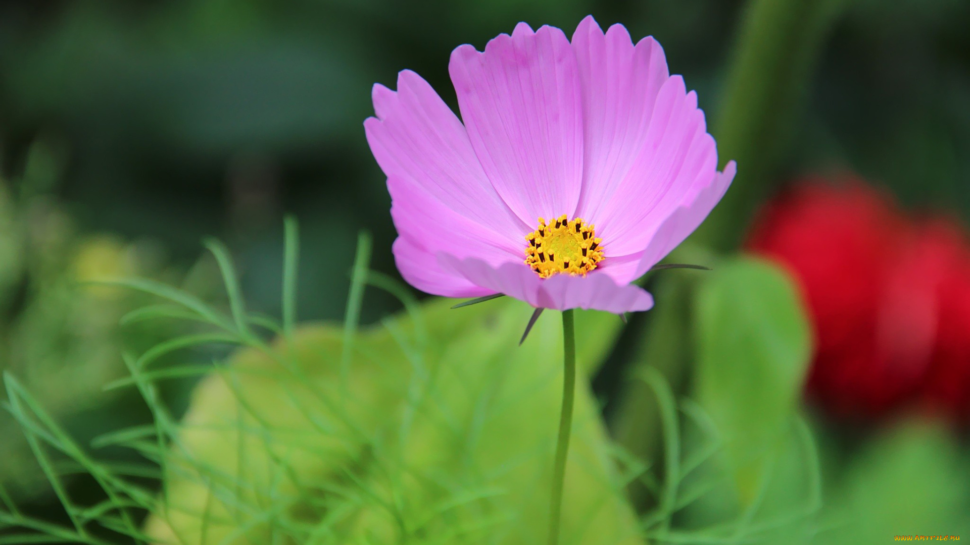 цветы, космея, одиночка