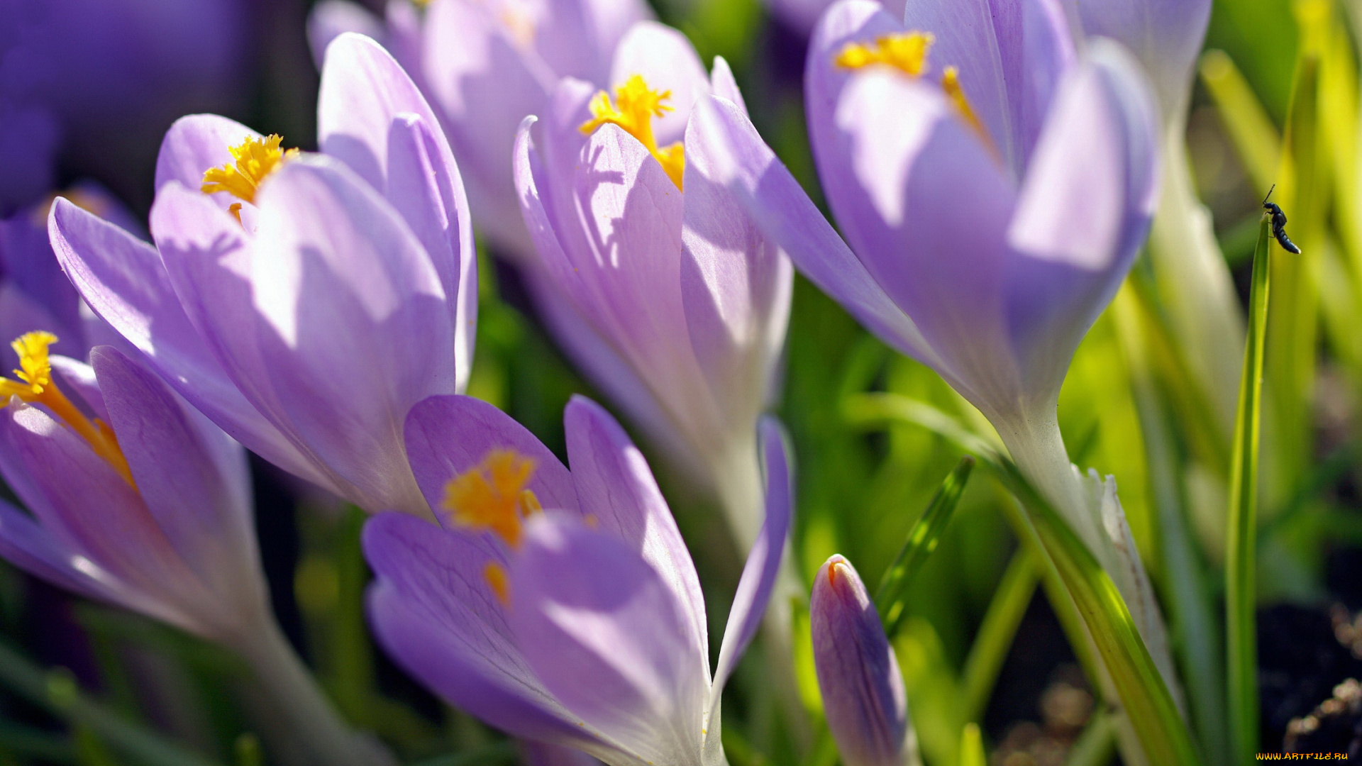 цветы, крокусы, апрель, весна, дача, красота, луковичные, макро, насекомые, первоцветы, природа, пробуждение, радость, растения, сиреневый, цвет, флора