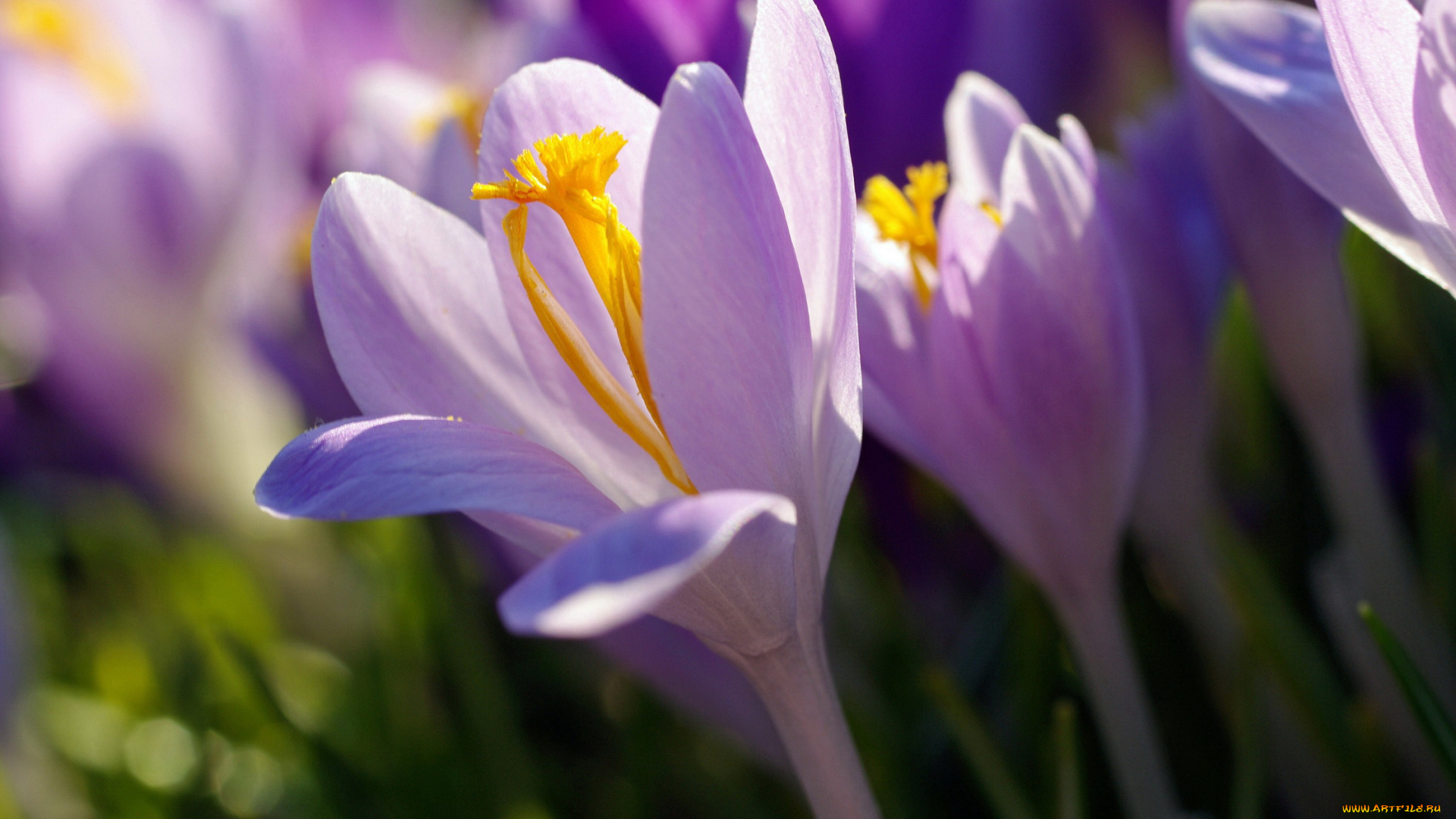 цветы, крокусы, апрель, весна, дача, красота, луковичные, макро, первоцветы, природа, радость, растения, сиреневый, цвет, флора