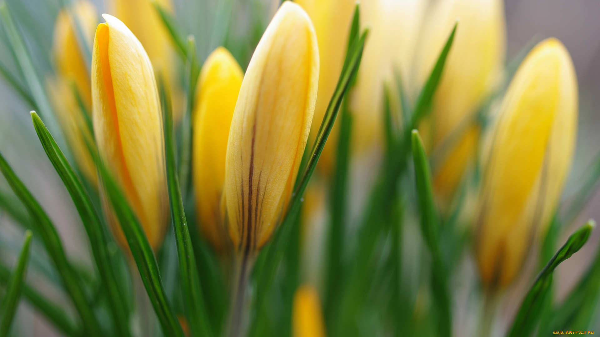 цветы, крокусы, апрель, весна, дача, жёлтый, цвет, красота, луковичные, макро, первоцветы, природа, радость, растения, флора