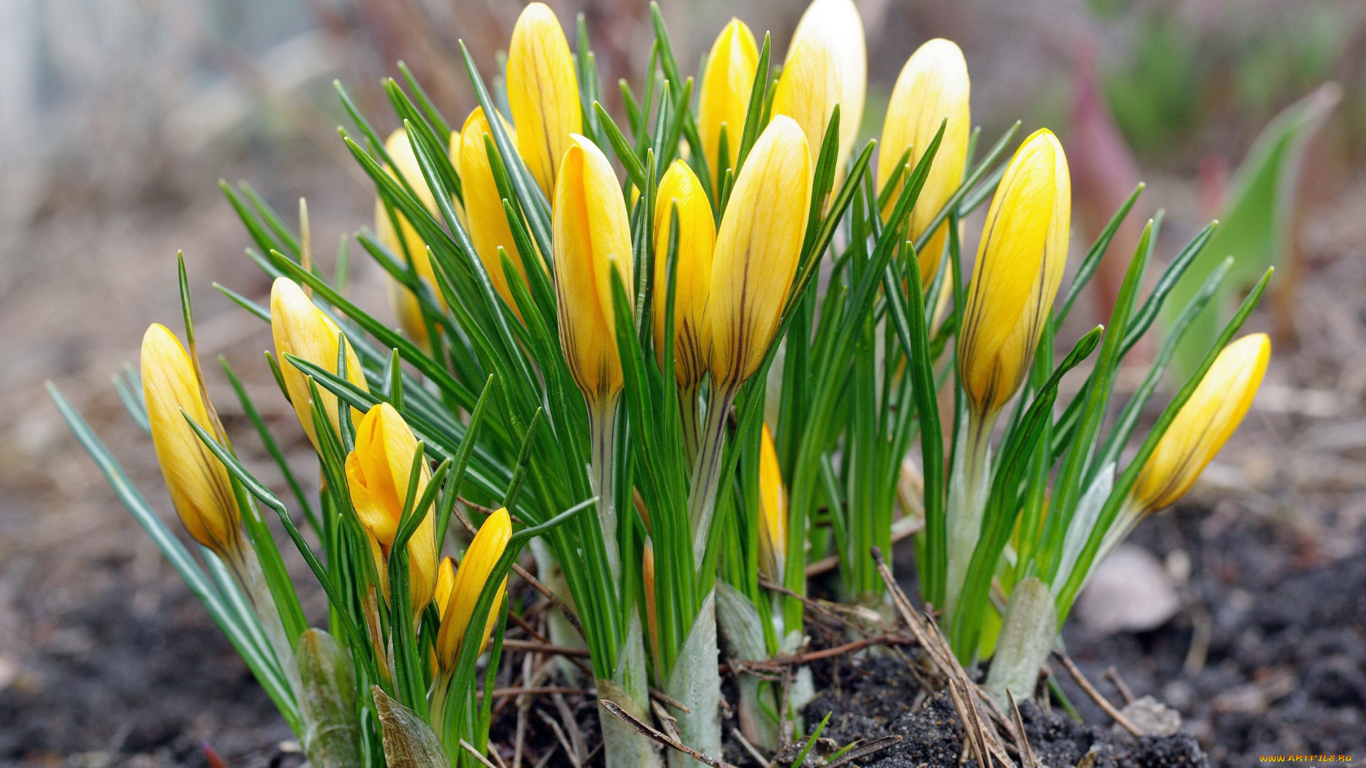 цветы, крокусы, апрель, весна, дача, жёлтый, цвет, красота, луковичные, макро, первоцветы, природа, радость, растения, флора