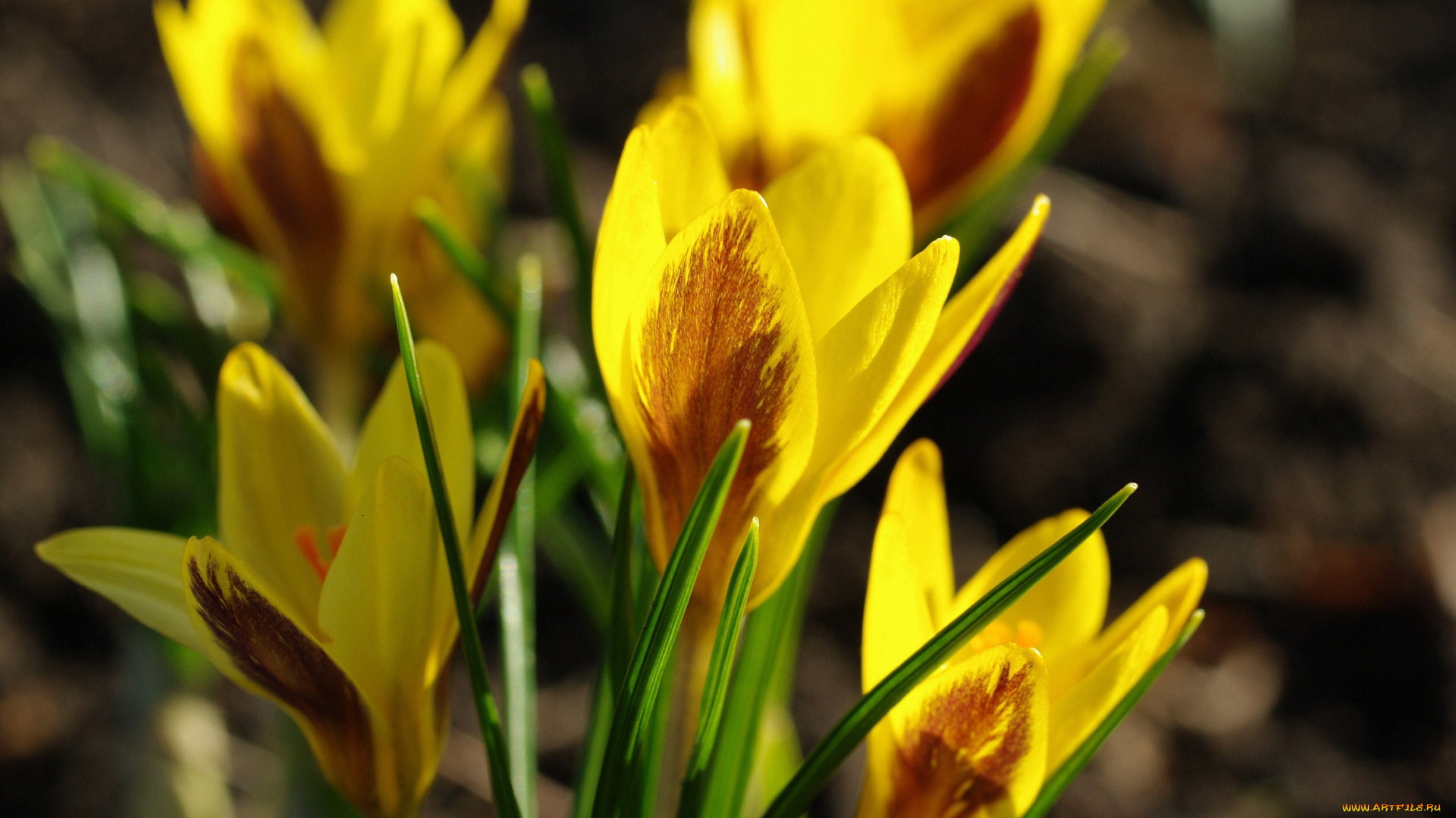 цветы, крокусы, апрель, весна, дача, жёлтый, цвет, красота, луковичные, макро, первоцветы, природа, радость, растения, флора