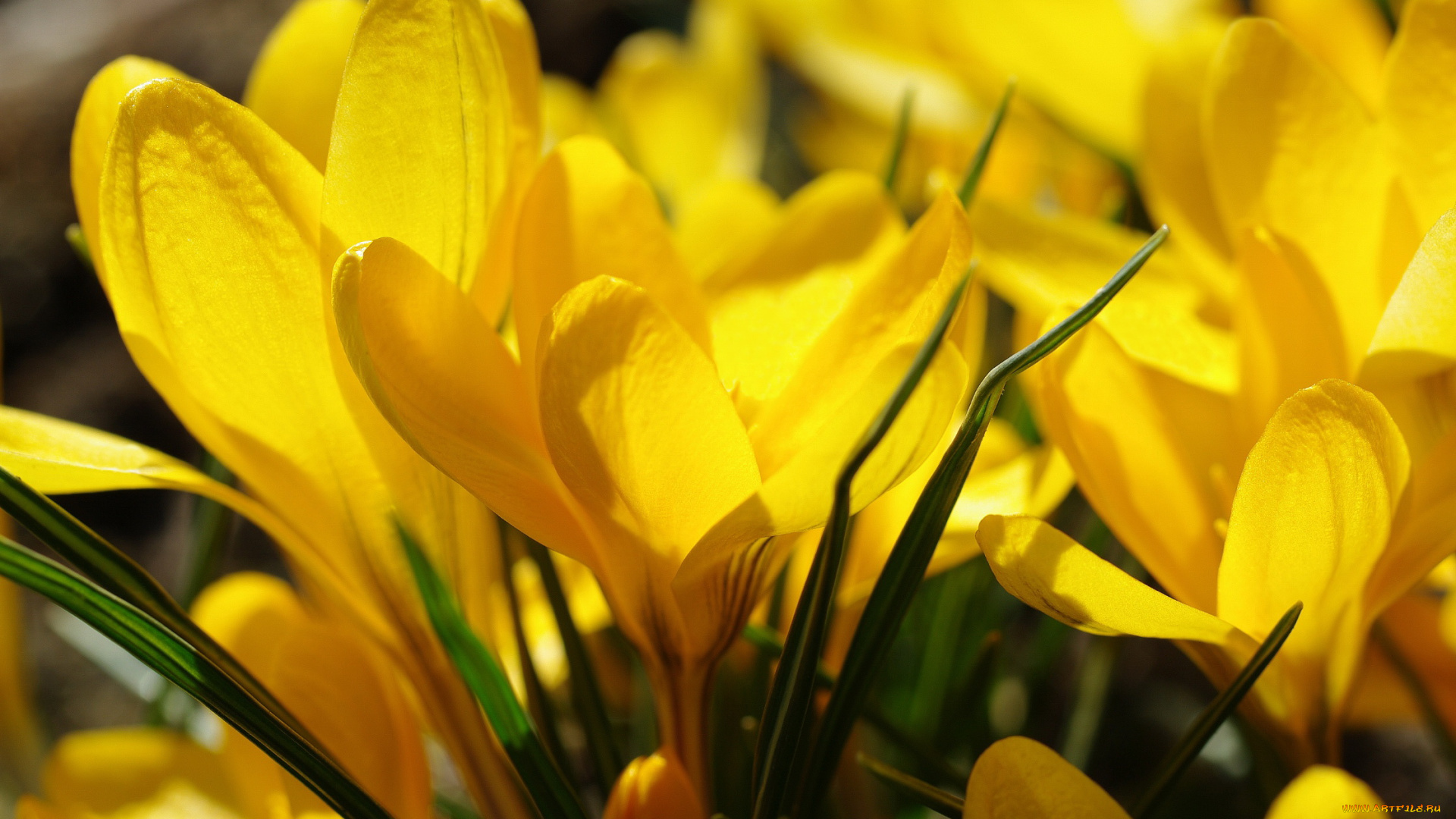 цветы, крокусы, апрель, весна, дача, жёлтый, цвет, красота, луковичные, макро, первоцветы, природа, радость, растения, флора