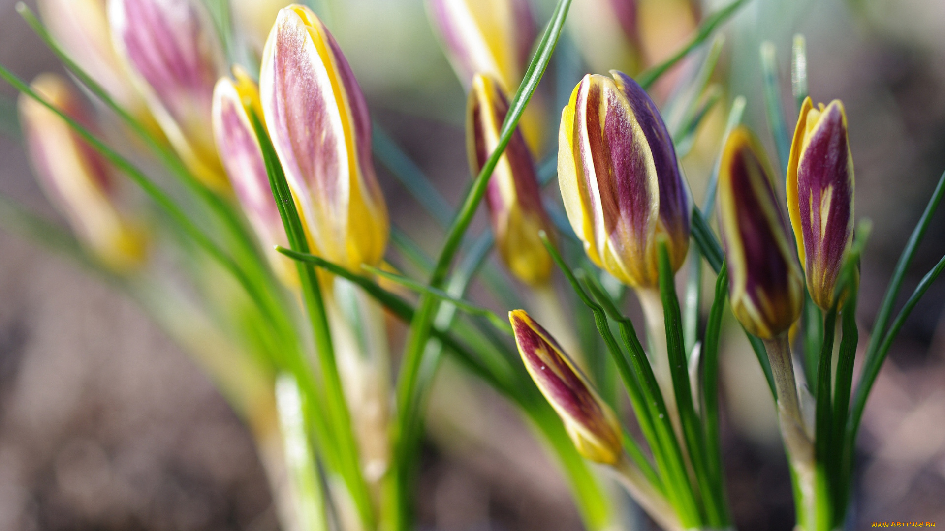 цветы, крокусы, флора, растения, радость, природа, первоцветы, макро, луковичные, красота, дача, весна, апрель