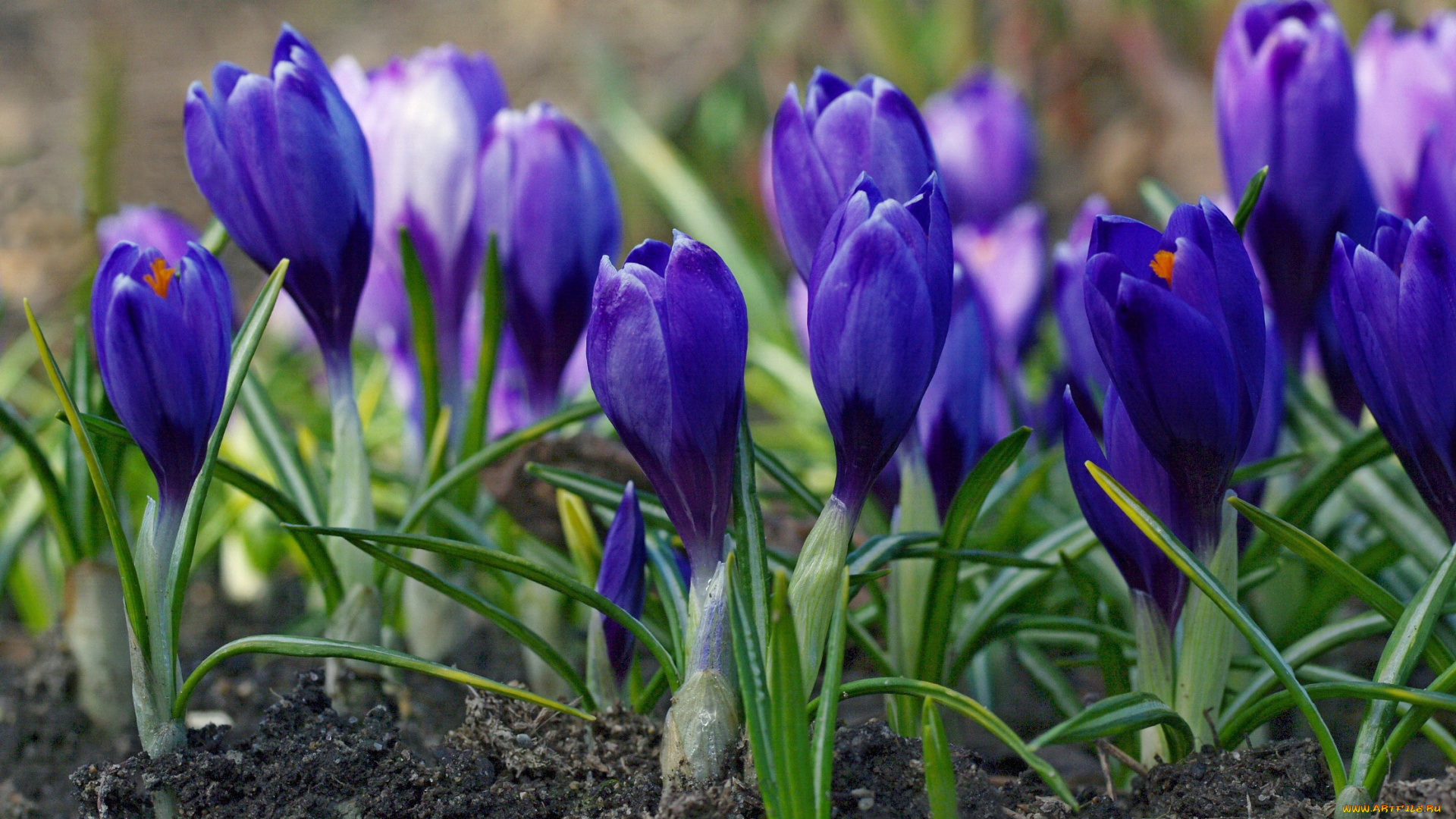 цветы, крокусы, флора, синий, цвет, растения, радость, красота, природа, дача, луковичные, первоцветы, макро, апрель, весна
