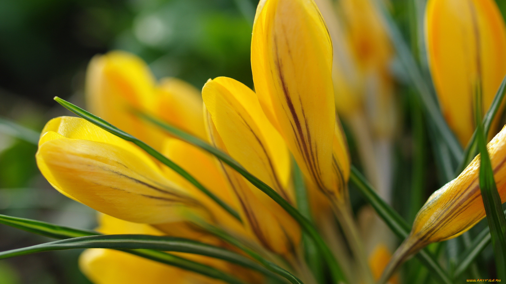 цветы, крокусы, растения, радость, природа, первоцветы, луковичные, весна, май, макро, флора, красота, жёлтый, цвет, дача