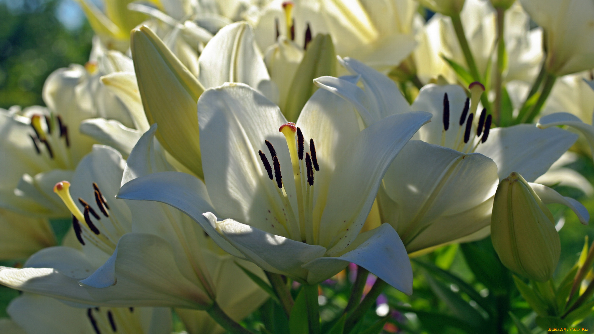 цветы, лилии, , лилейники, белоснежность, белый, цвет, дача, июль, красота, лето, луковичные, множество, нежность, пестики, природа, растения, тычинки, флора