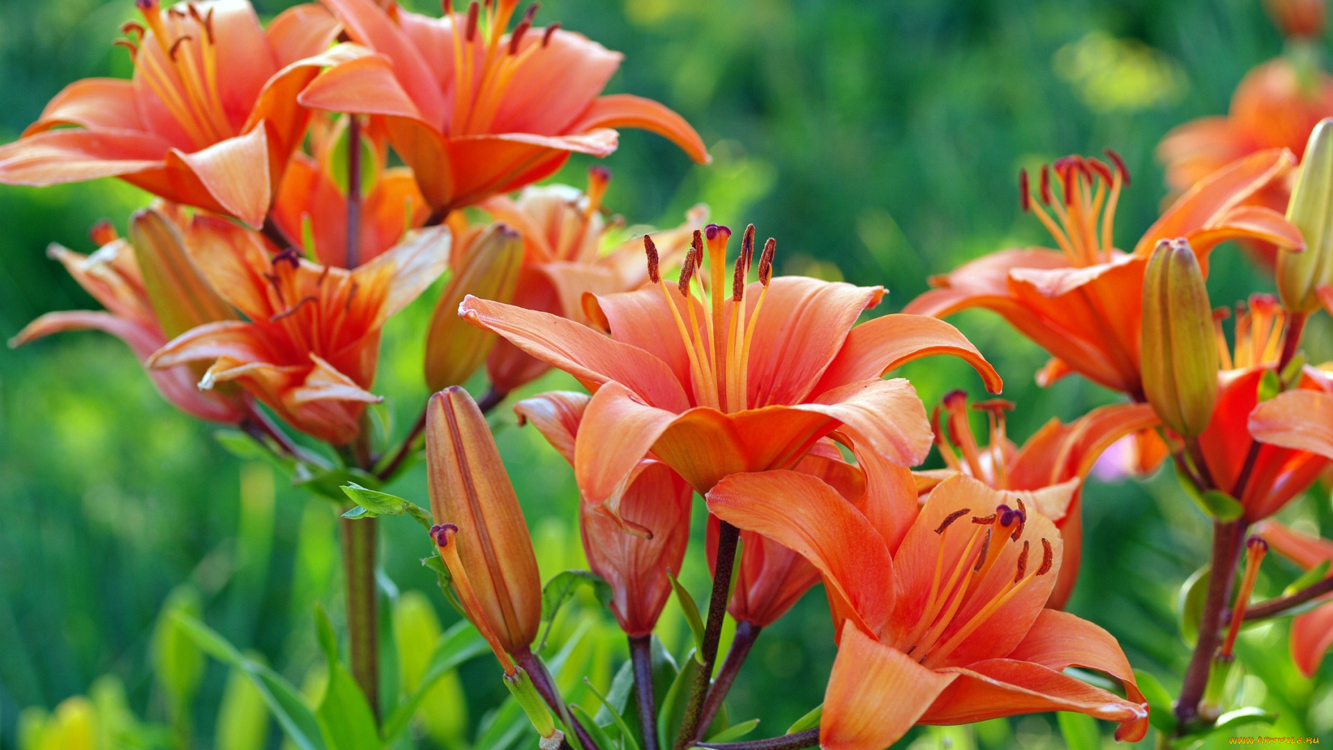 цветы, лилии, , лилейники, дача, июль, красота, лето, луковичные, множество, оранжевый, цвет, природа, растения, флора