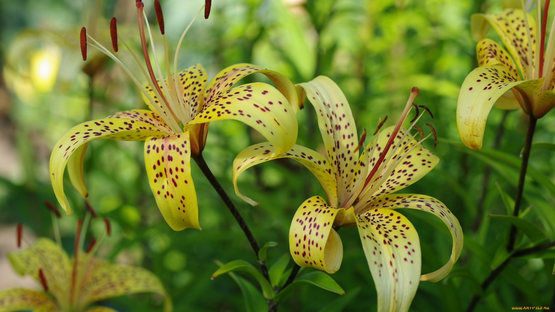цветы, лилии, , лилейники, дача, жёлтый, цвет, июль, красота, лето, луковичные, пестики, природа, растения, тычинки, флора