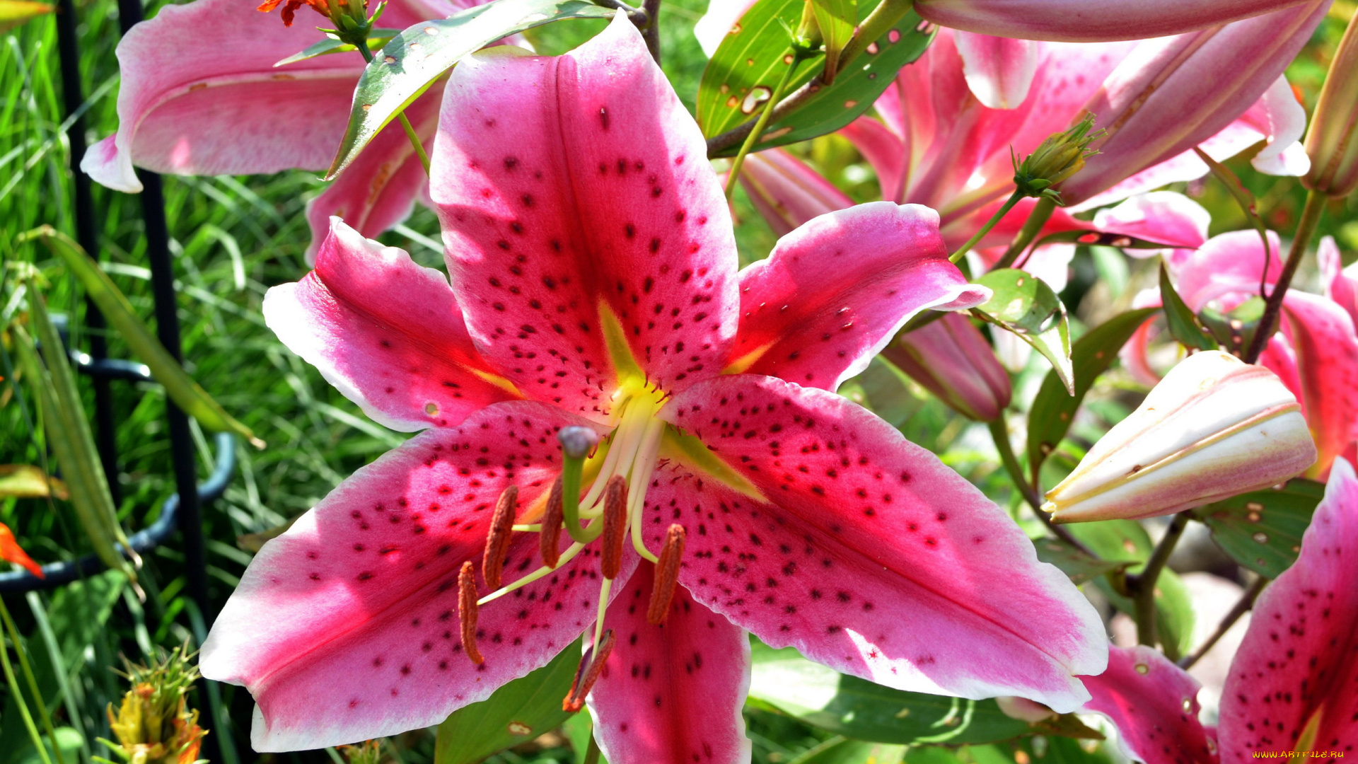 цветы, лилии, , лилейники, пестрый