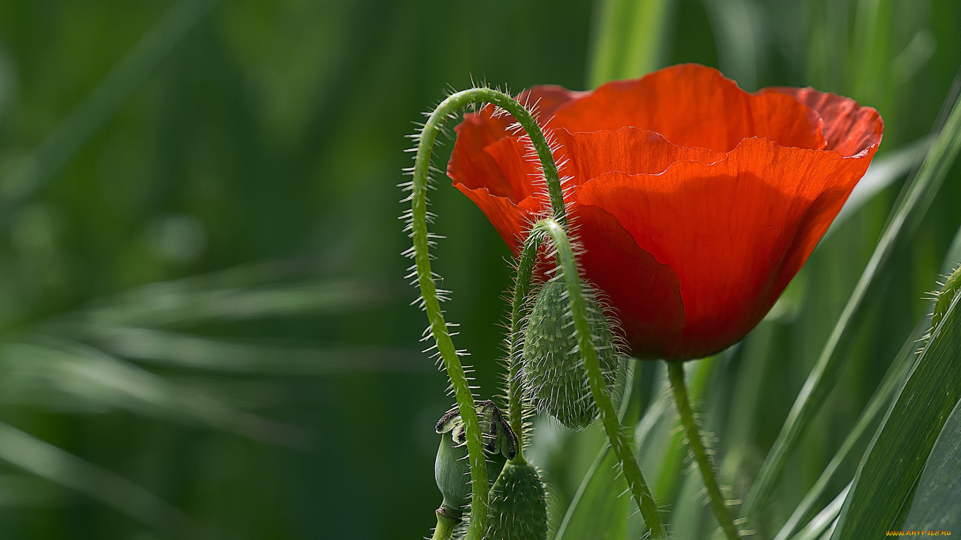 цветы, маки, мак, макро, красный