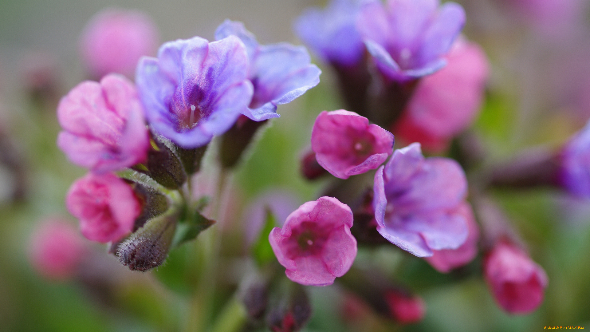 цветы, медуница, флора, растения, радость, сиреневый, цвет, пробуждение, природа, нежность, первоцветы, розовый, весна, дача, май