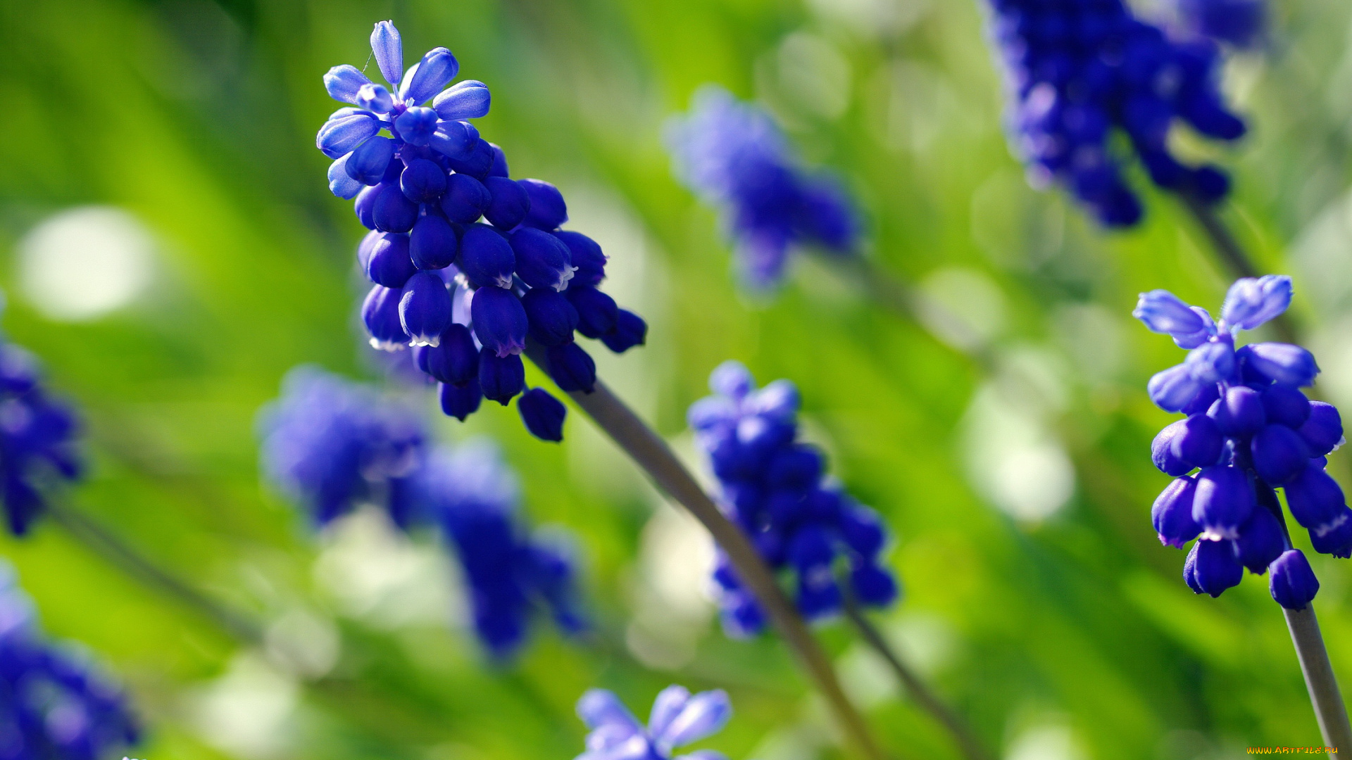 цветы, мускари, май, луковичные, красота, дача, весна, цветок, флора, синий, цвет, растения, природа, мышиный, гиацинт, макро