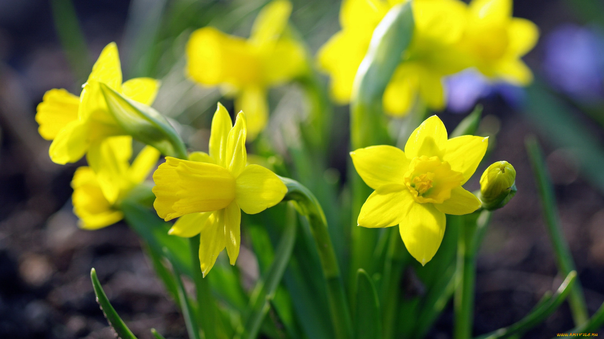 цветы, нарциссы, май, луковичные, растения, первоцветы, природа, дача, красота, весна, флора