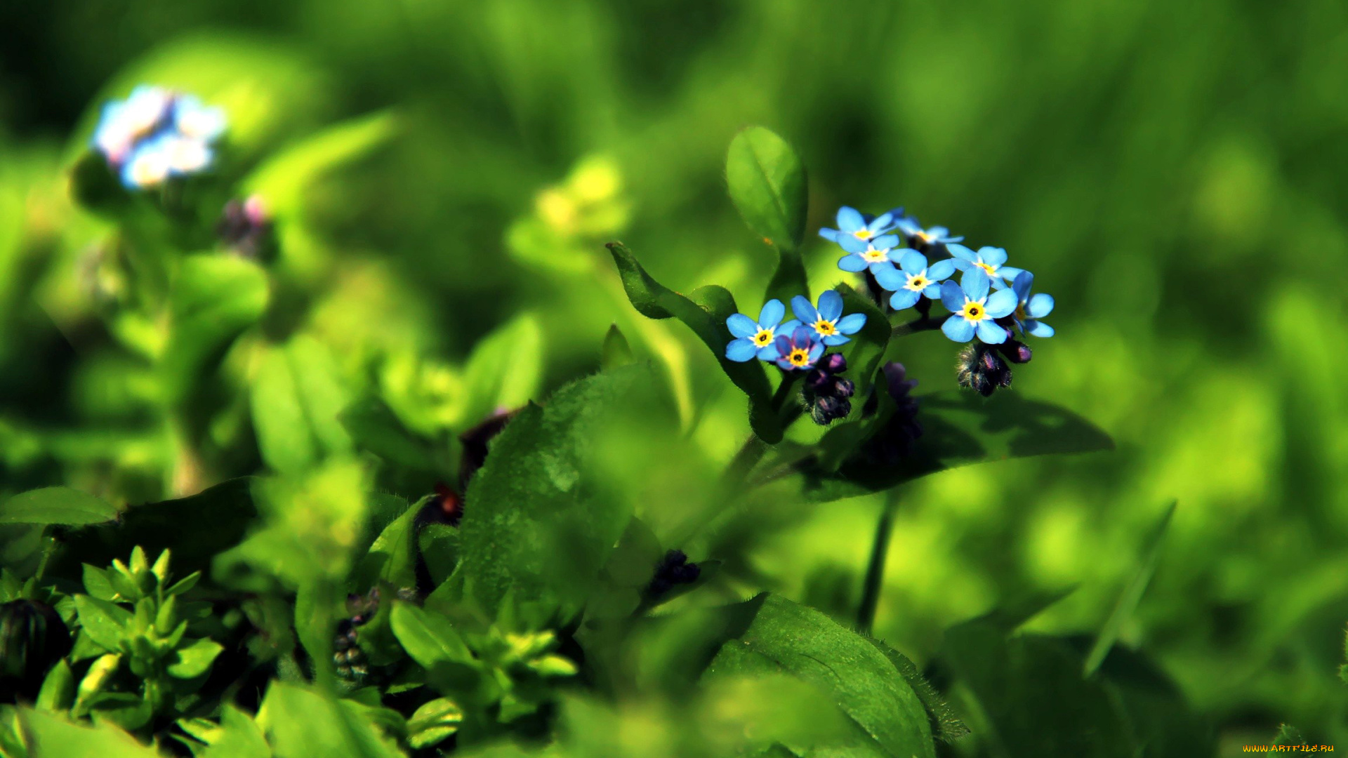 цветы, незабудки, синий