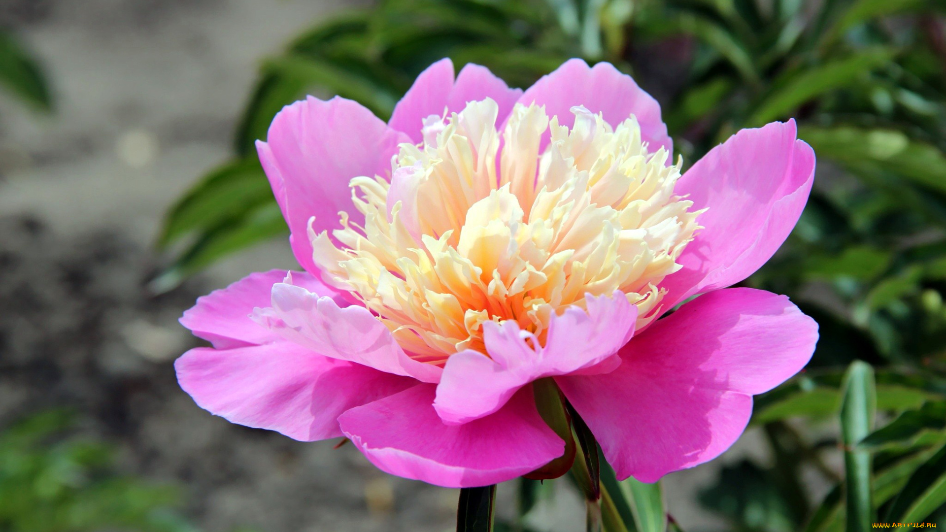 цветы, пионы, макро