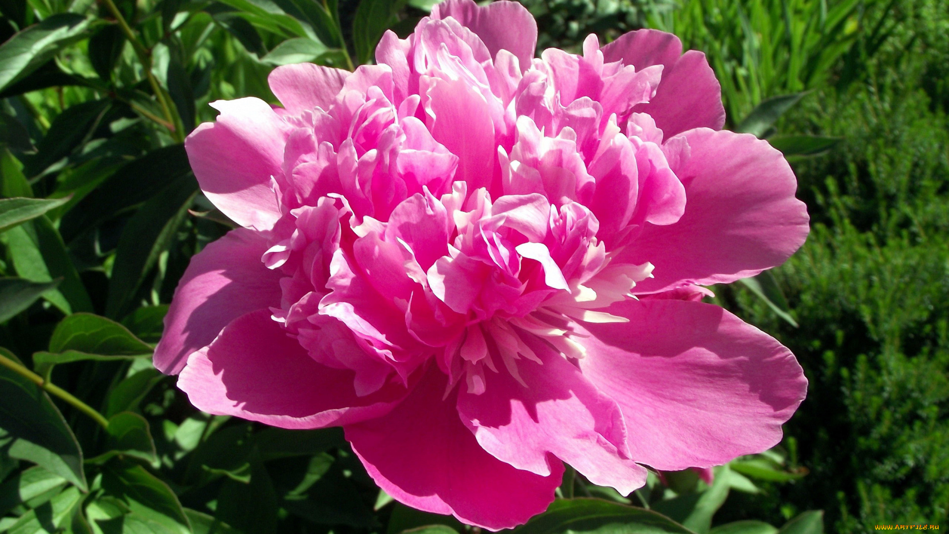 цветы, пионы, розовый, макро