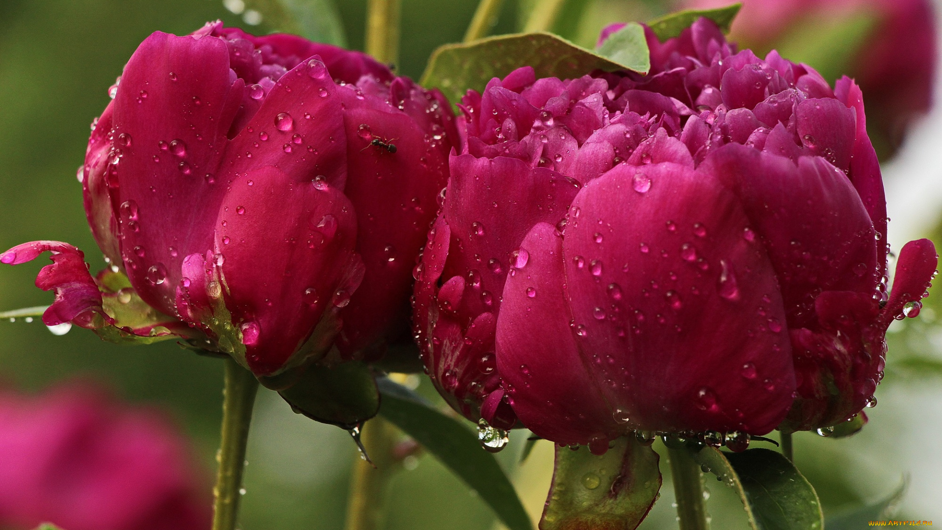 цветы, пионы, весна, красота, природа, тамбов, тамбовская, область