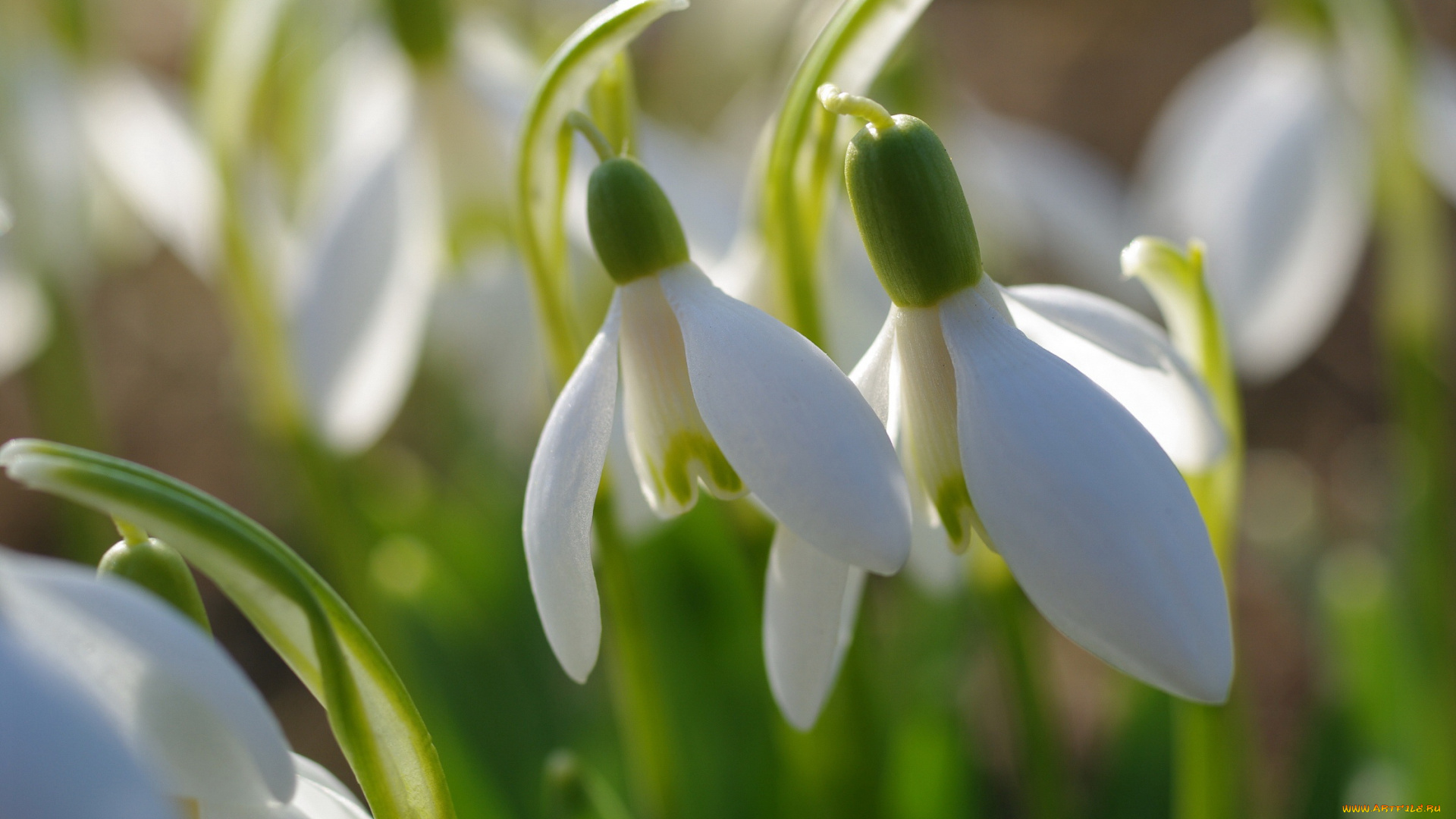 цветы, подснежники, , белоцветники, , пролески, апрель, белый, цвет, весна, галантус, дача, луковичные, нежность, первоцветы, природа, растения, флора