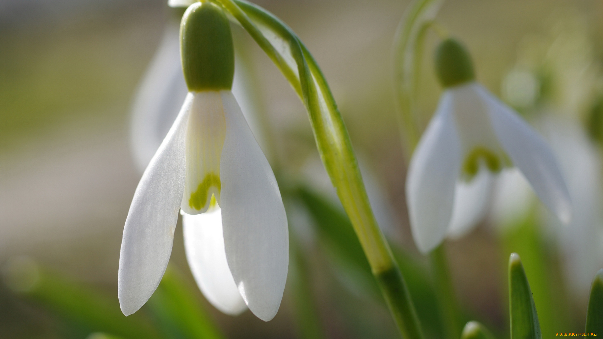 цветы, подснежники, , белоцветники, , пролески, дача, галантус, весна, белый, цвет, апрель, флора, растения, природа, первоцветы, нежность, луковичные