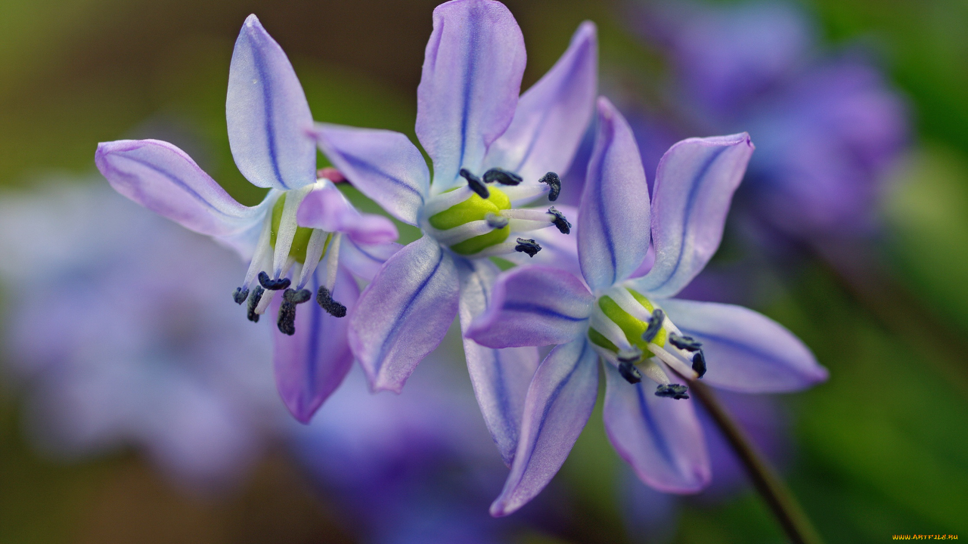 цветы, подснежники, , белоцветники, , пролески, флора, синий, цвет, растения, радость, пролески, природа, первоцветы, нежность, макро, май, красота, дача, весна