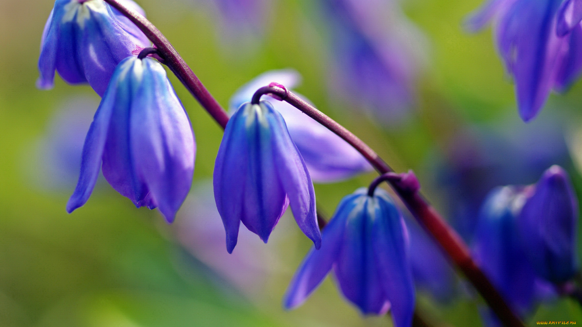 цветы, подснежники, , белоцветники, , пролески, дача, весна, множество, макро, май, красота, природа, первоцветы, синий, цвет, пролески, радость, растения, флора