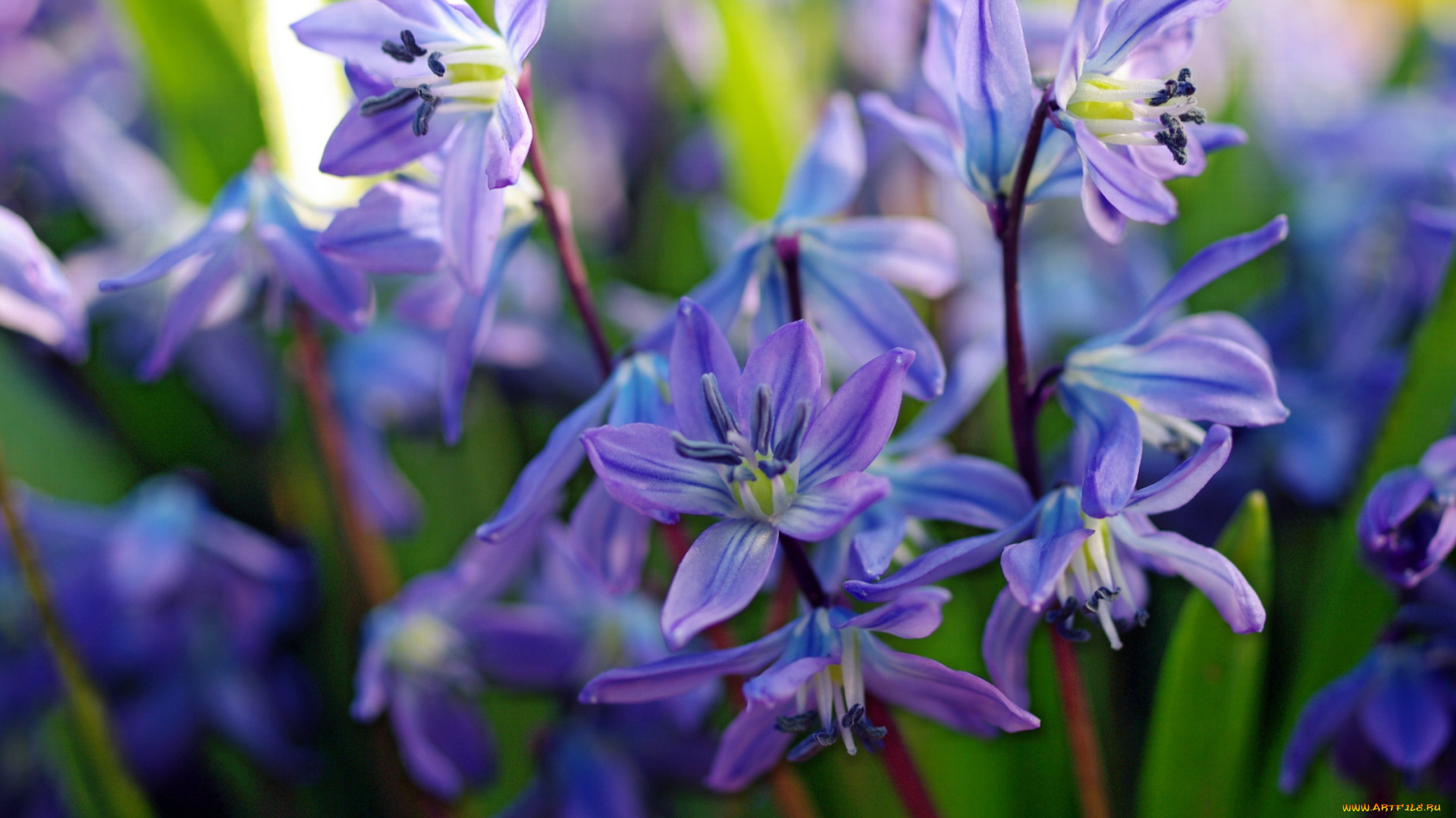 цветы, подснежники, , белоцветники, , пролески, природа, макро, первоцветы, множество, май, дача, красота, весна, tanyusha, пролески, радость, растения, флора, синий, цвет