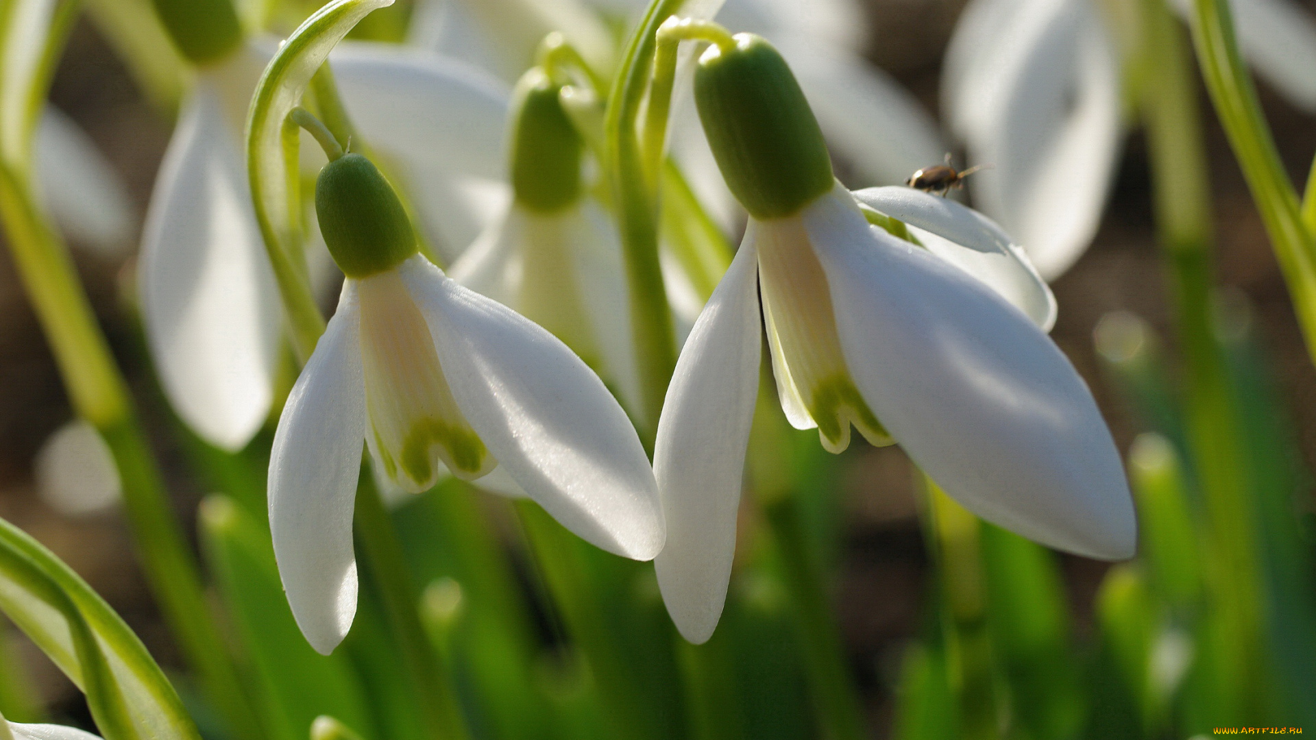 цветы, подснежники, , белоцветники, , пролески, растения, природа, первоцветы, нежность, флора, луковичные, дача, галантус, весна, белый, цвет, апрель