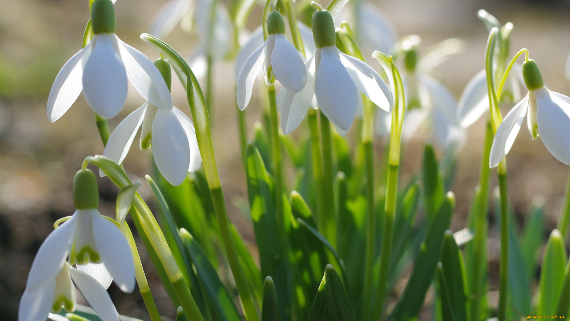 цветы, подснежники, , белоцветники, , пролески, апрель, белый, цвет, весна, галантус, дача, луковичные, нежность, первоцветы, природа, растения, флора