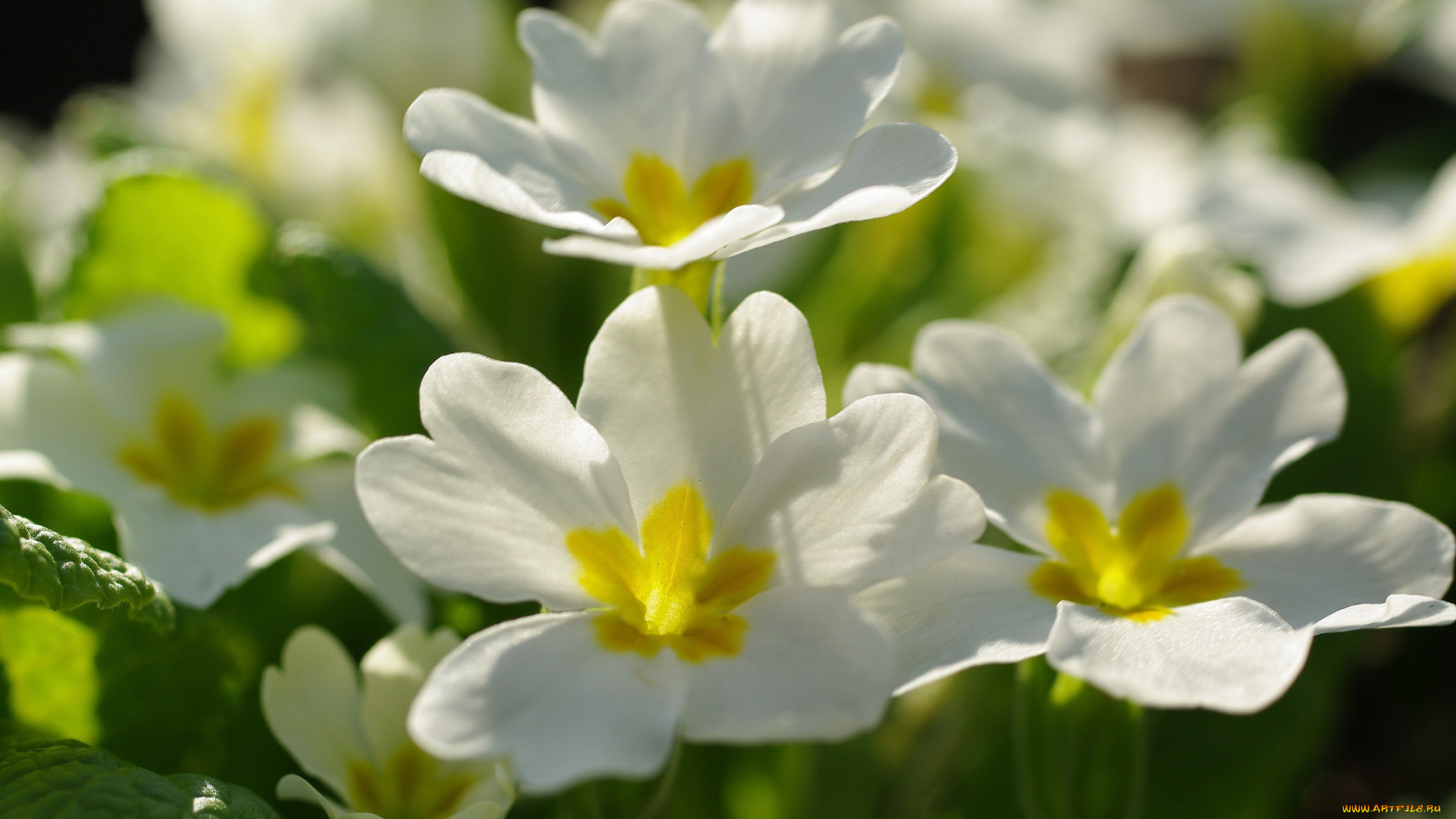 цветы, примулы, дача, весна, белый, цвет, белоснежность, флора, красота, май, нежность, первоцветы, примула, природа, пробуждение, растения