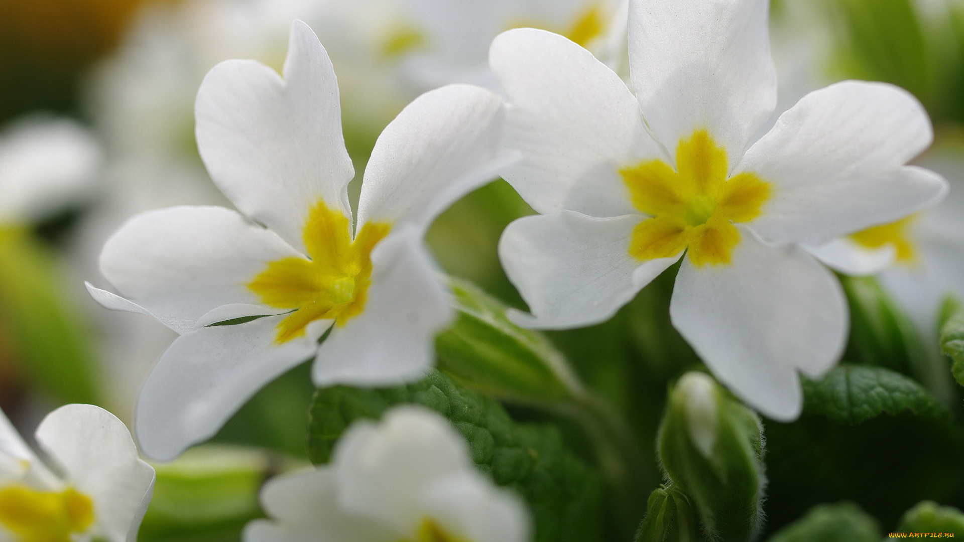 цветы, примулы, флора, растения, пробуждение, природа, примула, первоцветы, весна, белый, цвет, белоснежность, нежность, макро, май, красота, дача